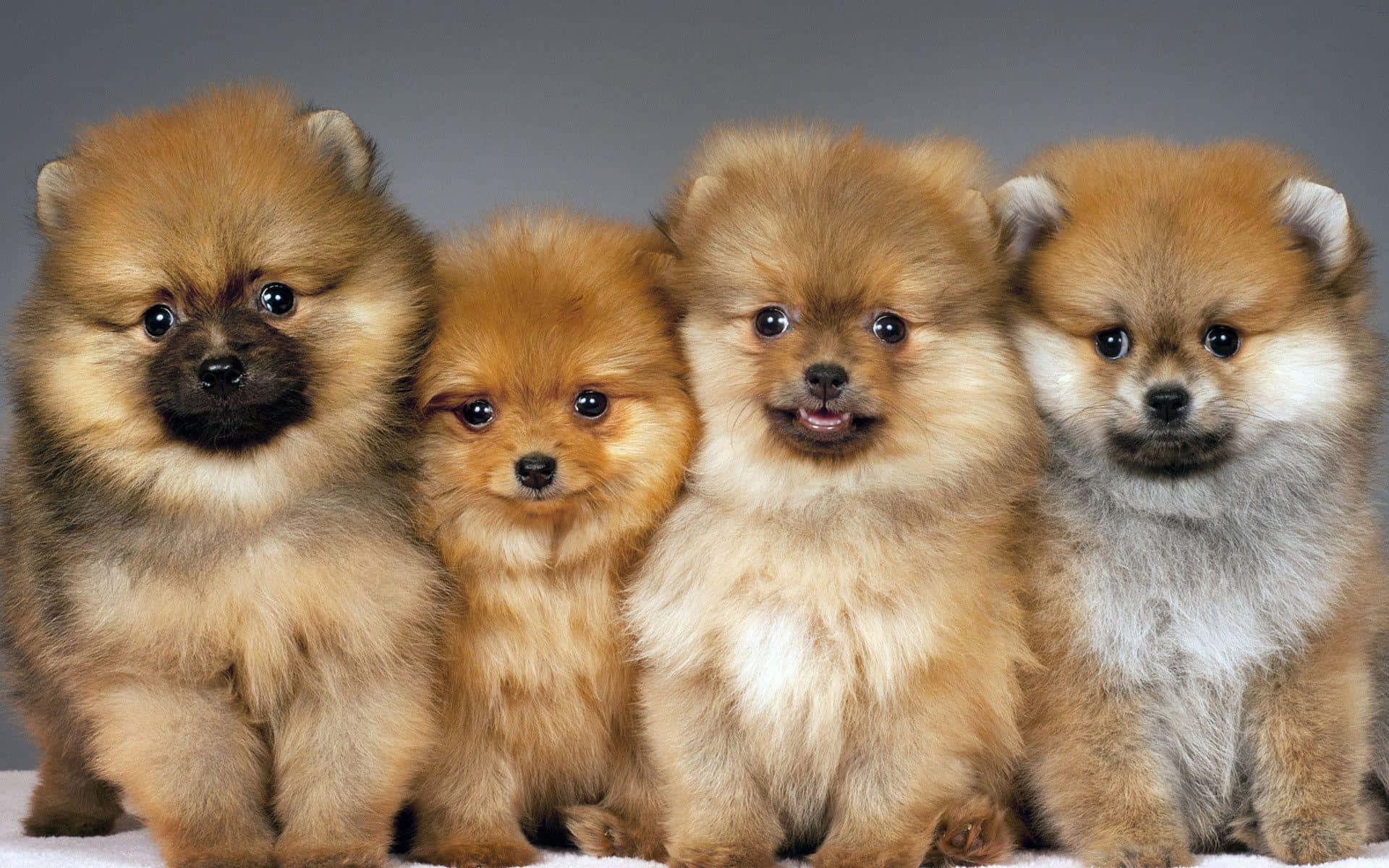 Pomeranian 桌布 壁紙 — 四隻毛茸茸的博美犬幼犬，有著大大的深色眼睛，一起坐在灰色背景前的白色表面上。