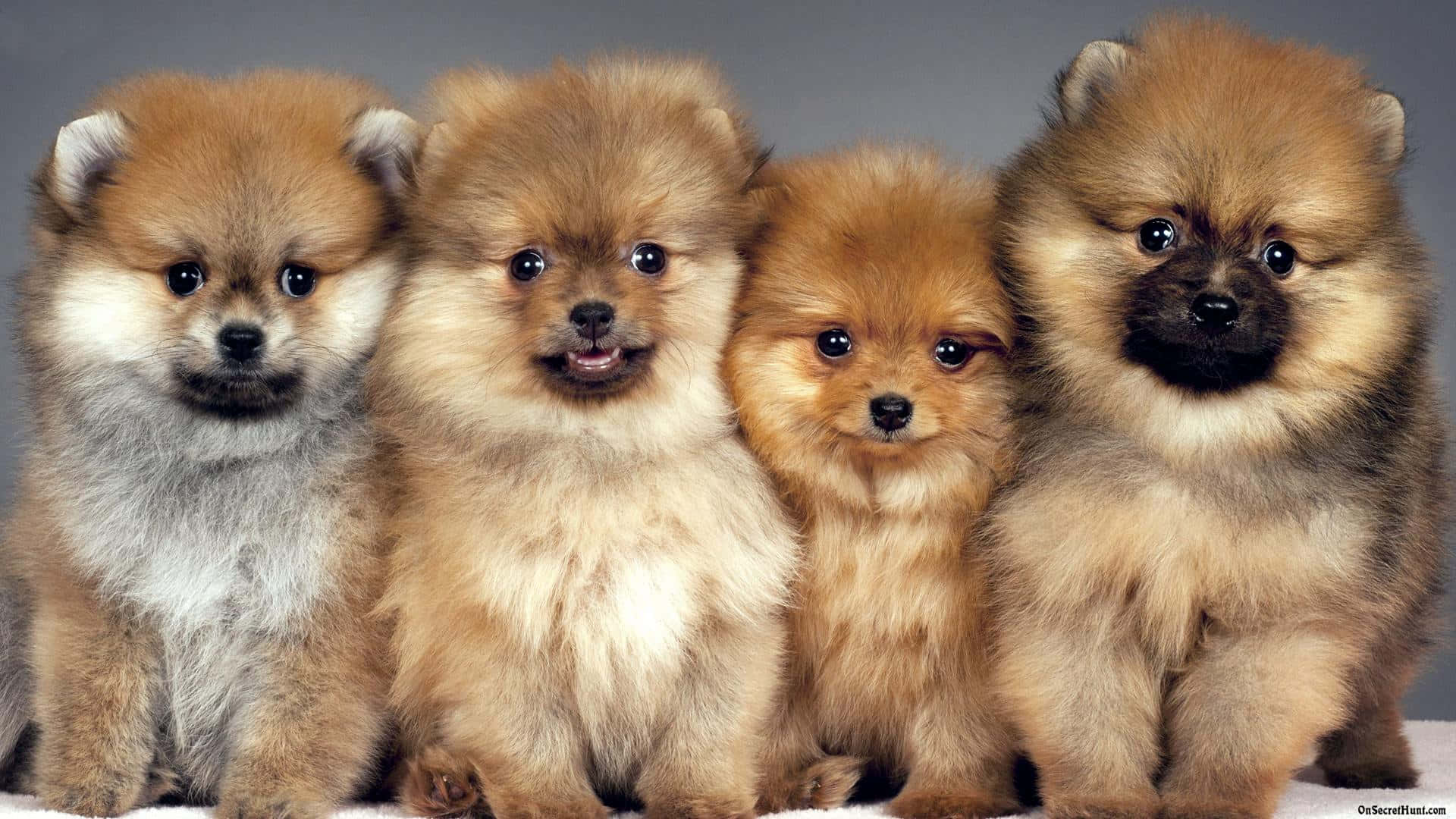 Fluffy Puppy 桌布 壁紙 — 四隻毛茸茸的博美犬幼犬，眼睛明亮，緊密地坐在一起，背景是純灰色。