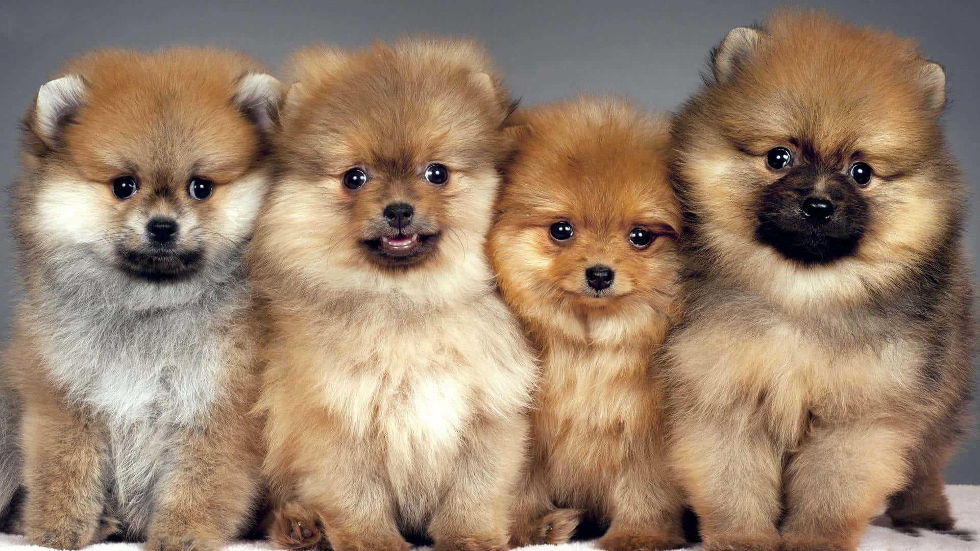 寵物動圖 桌布 壁紙 — 四隻毛茸茸的博美犬幼犬，睜著大大的黑眼睛，緊緊地擠在一起，背景是純灰色。