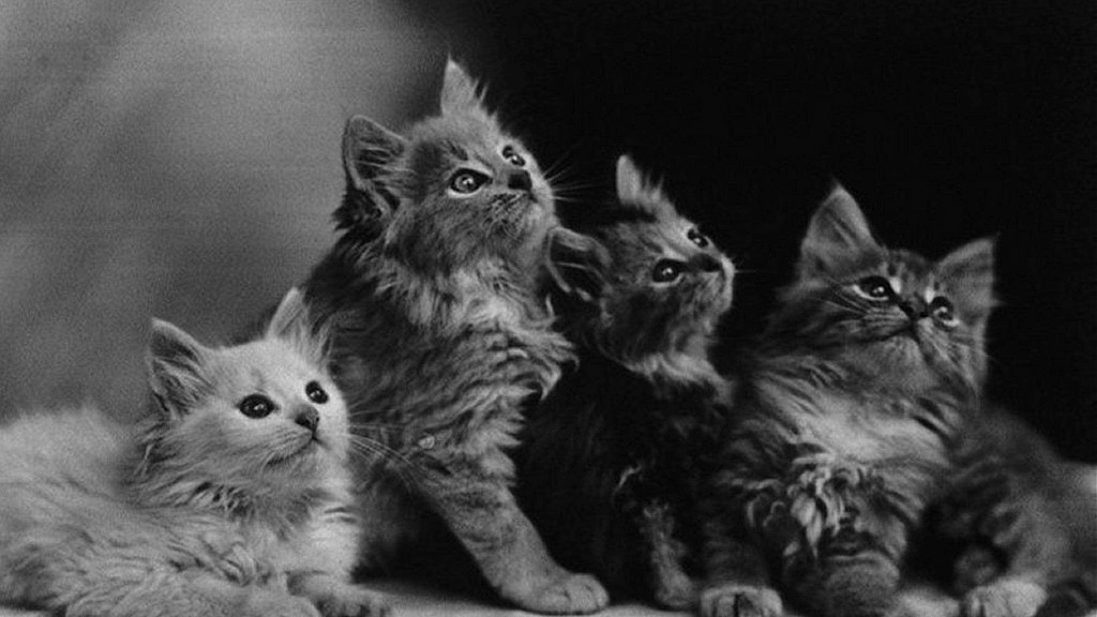 Cute Cat HD 桌布 壁紙 — 四隻毛茸茸的小貓在戲劇性的黑白工作室肖像中睜大眼睛向上凝視。