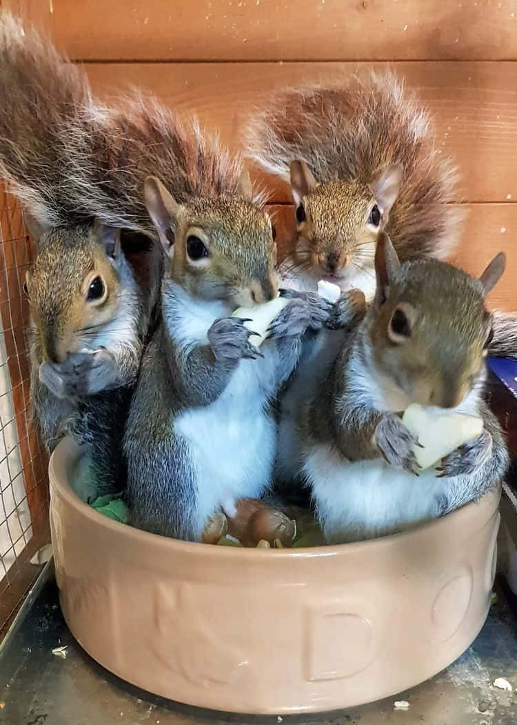 動物 桌布 壁紙 — 四隻毛茸茸的松鼠在一個陶瓷碗裡擠在一起吃起司，背景是木製的。