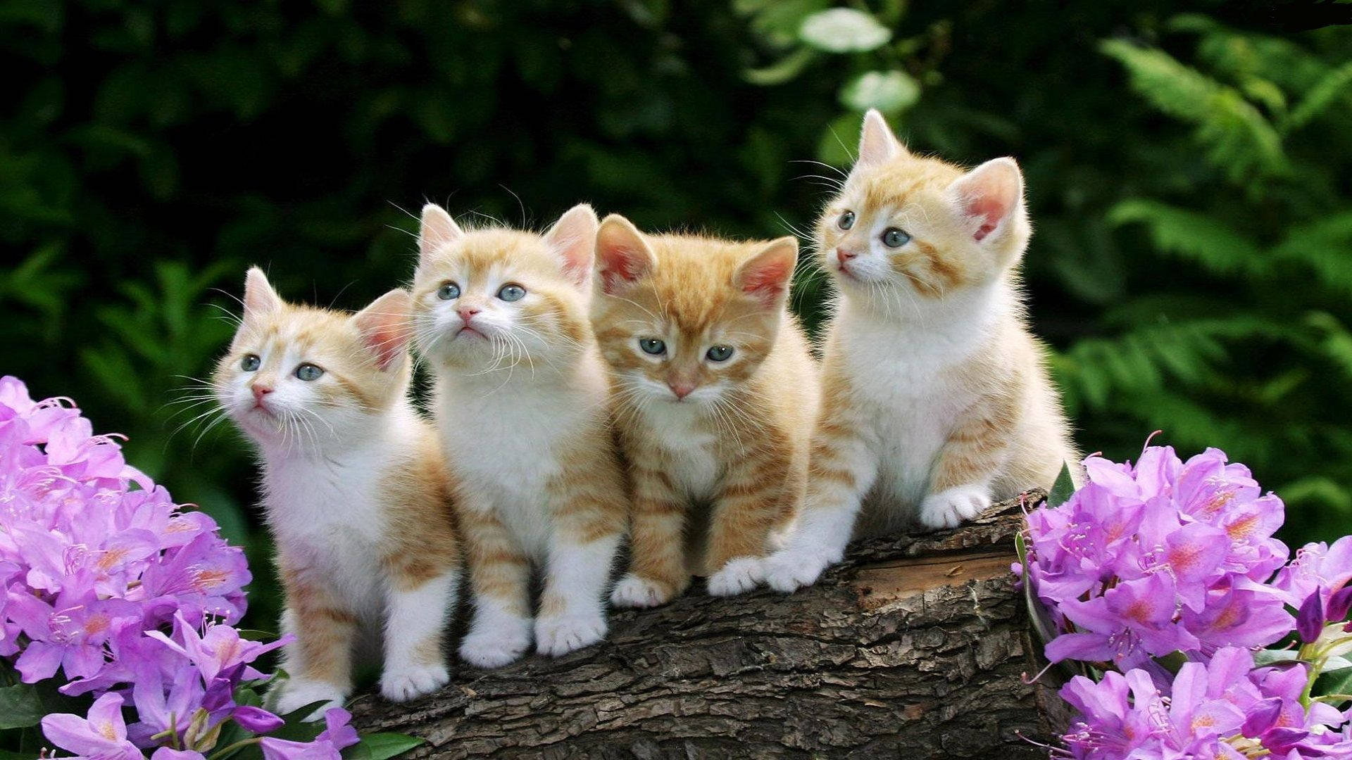 Beautiful Cats 桌布 壁紙 — 四隻毛茸茸的橘色和白色小貓好奇地棲息在樹枝上，周圍環繞著鮮豔的紫色花朵。