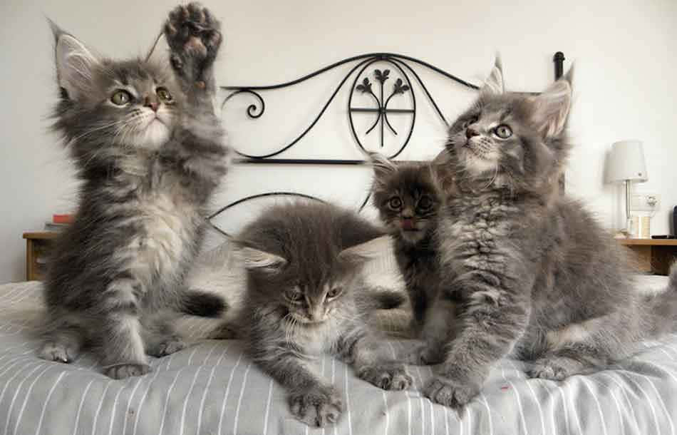 Maine Coon Kittens 桌布 壁紙 — 四隻毛茸茸的灰色緬因貓坐在條紋床上，一隻在拍打空氣，其他則睜大眼睛向上凝視。