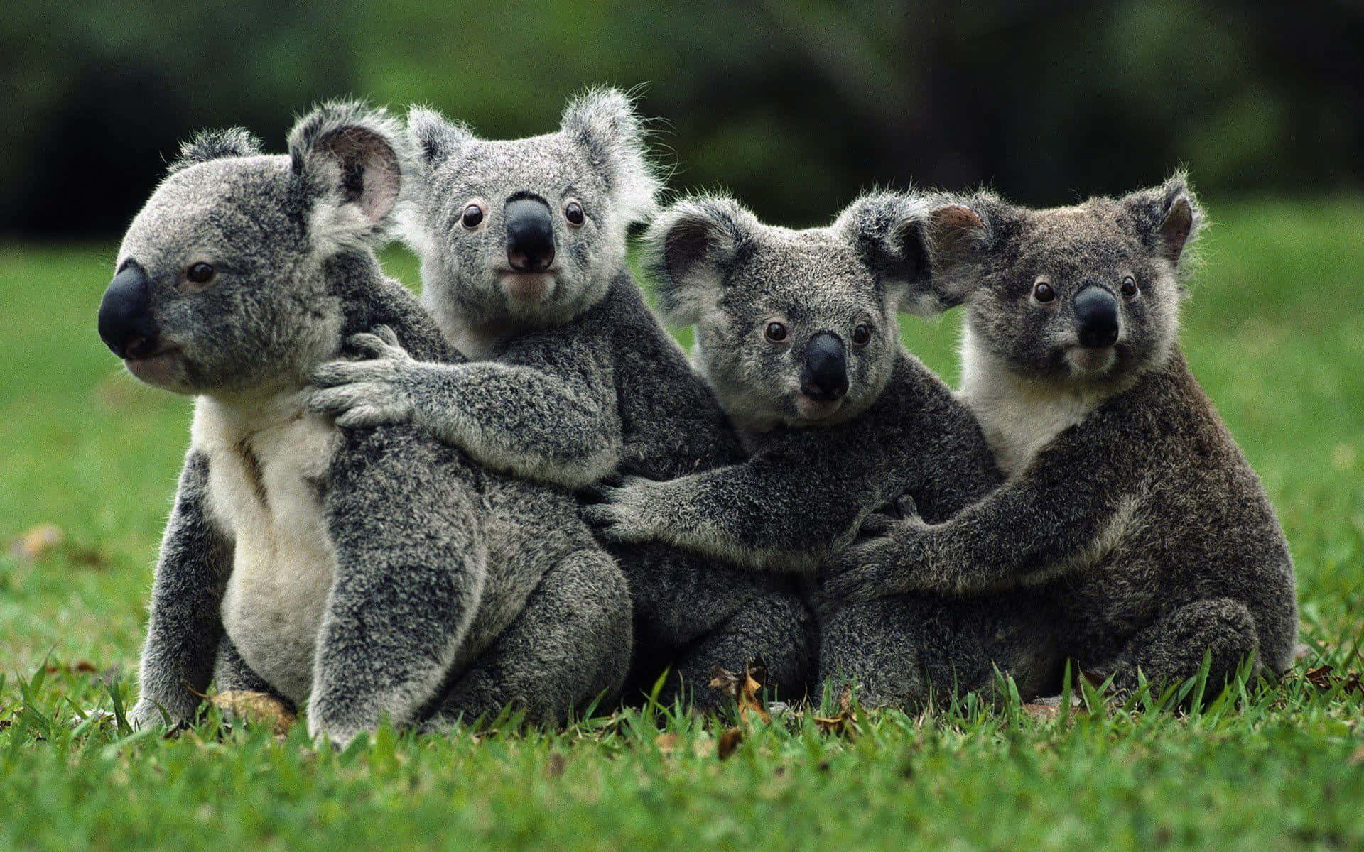 Koala 桌布 壁紙 — 四隻毛茸茸的無尾熊擠在一起，在鮮綠色的草地上，背後有柔焦的樹葉。