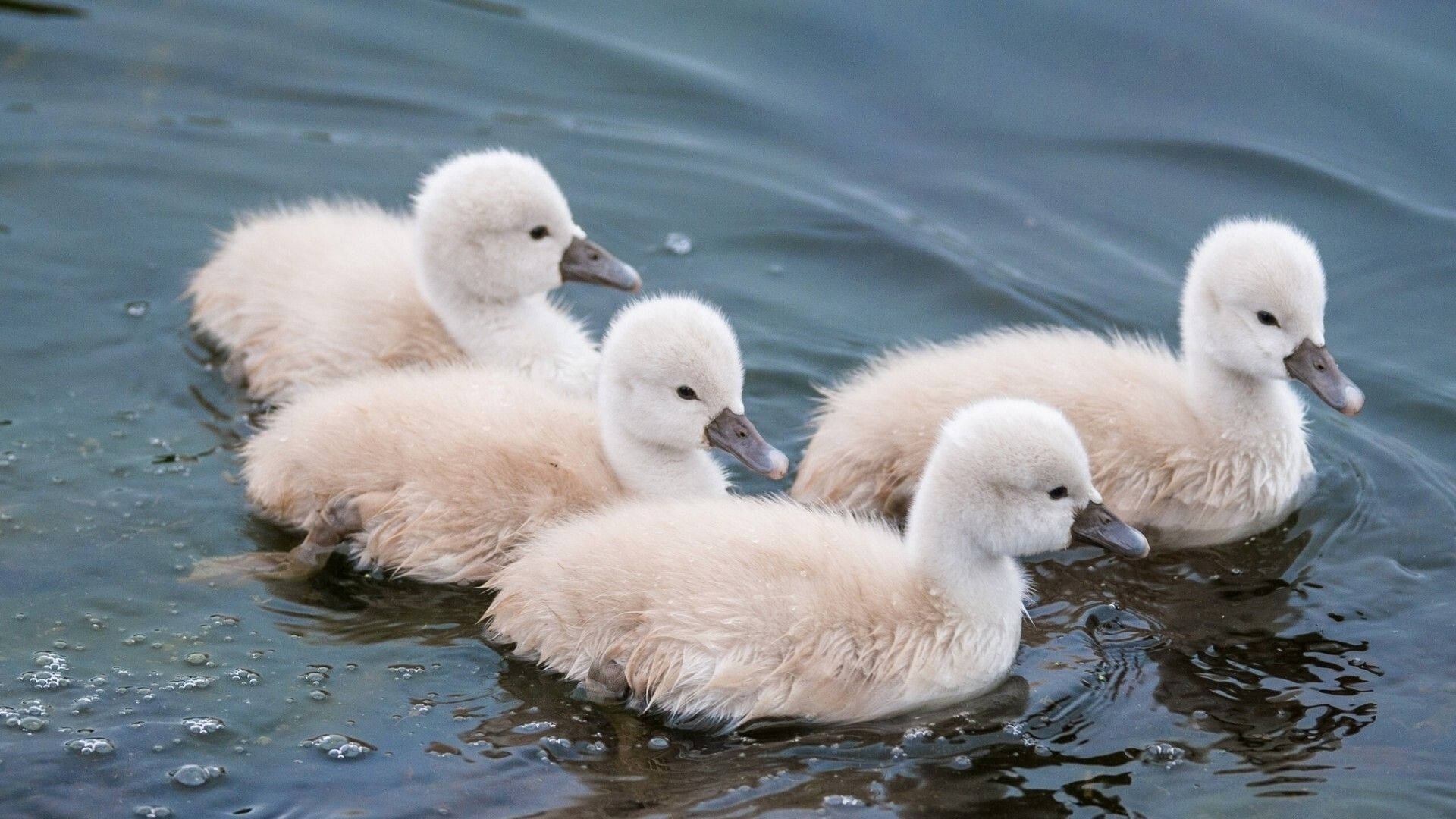 Baby Duck 桌布 壁紙 — 四隻毛茸茸的白色天鵝幼鳥在平靜的深色水中緊密地游在一起，在它們周圍形成輕柔的漣漪。