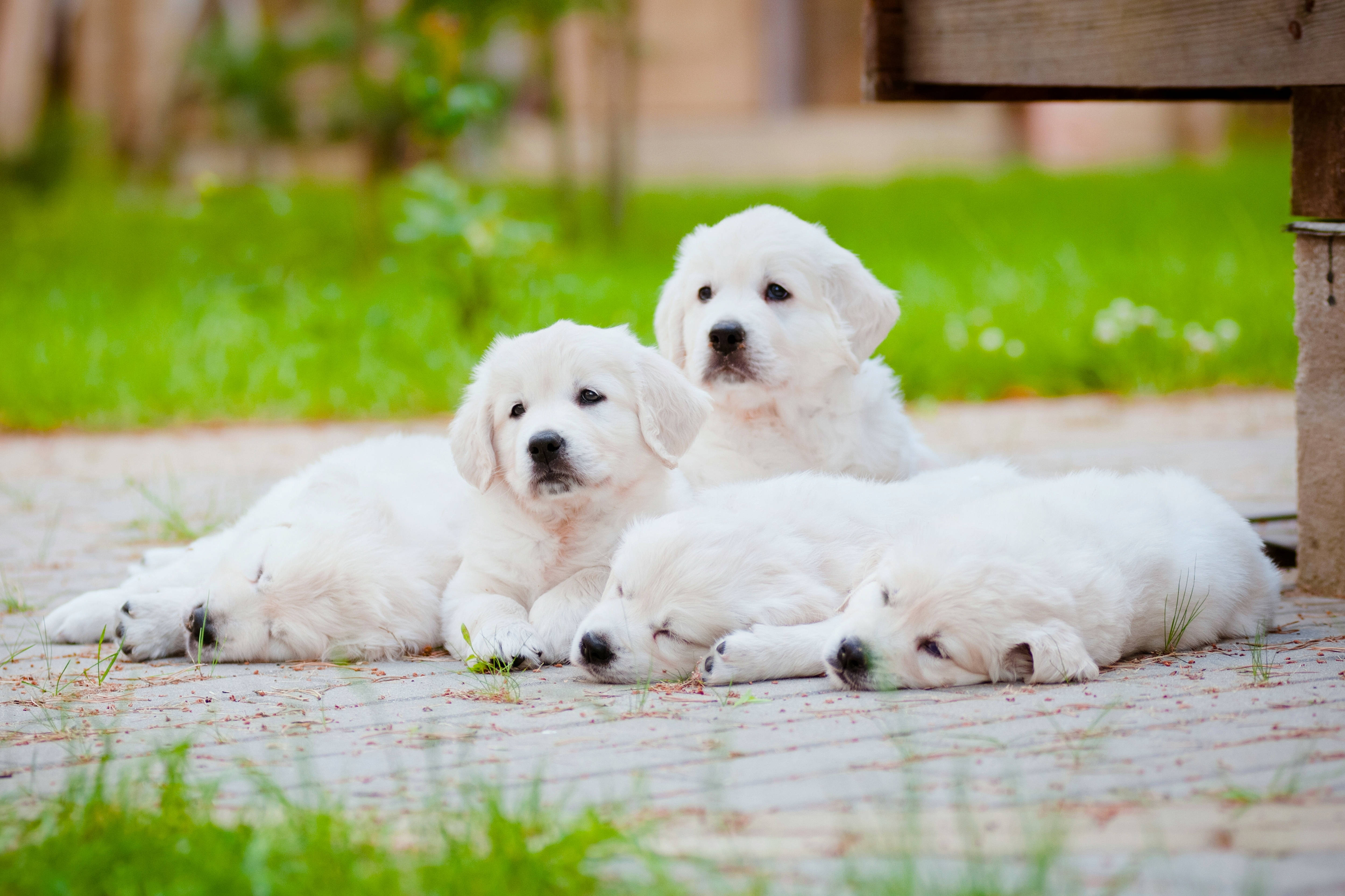 黃金獵犬幼犬 桌布 壁紙 — 四隻毛茸茸的白色小狗在木甲板上安詳地小睡，周圍是充滿活力的綠色草地。
