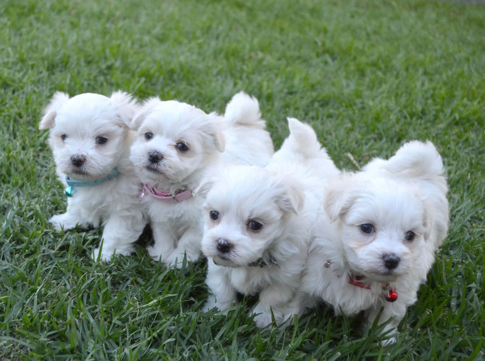 Maltese Puppies 桌布 壁紙 — 四隻毛茸茸的白色小狗戴著彩色項圈，一起坐在充滿活力的綠色草地上，好奇地看著相機。