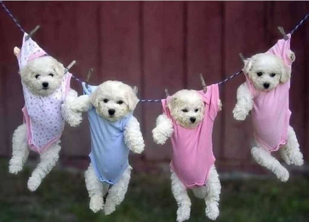 Cute Animals 桌布 壁紙 — 四隻毛茸茸的白色小狗穿著彩色連身衣，用木夾掛在晾衣繩上，背景是紅色柵欄。