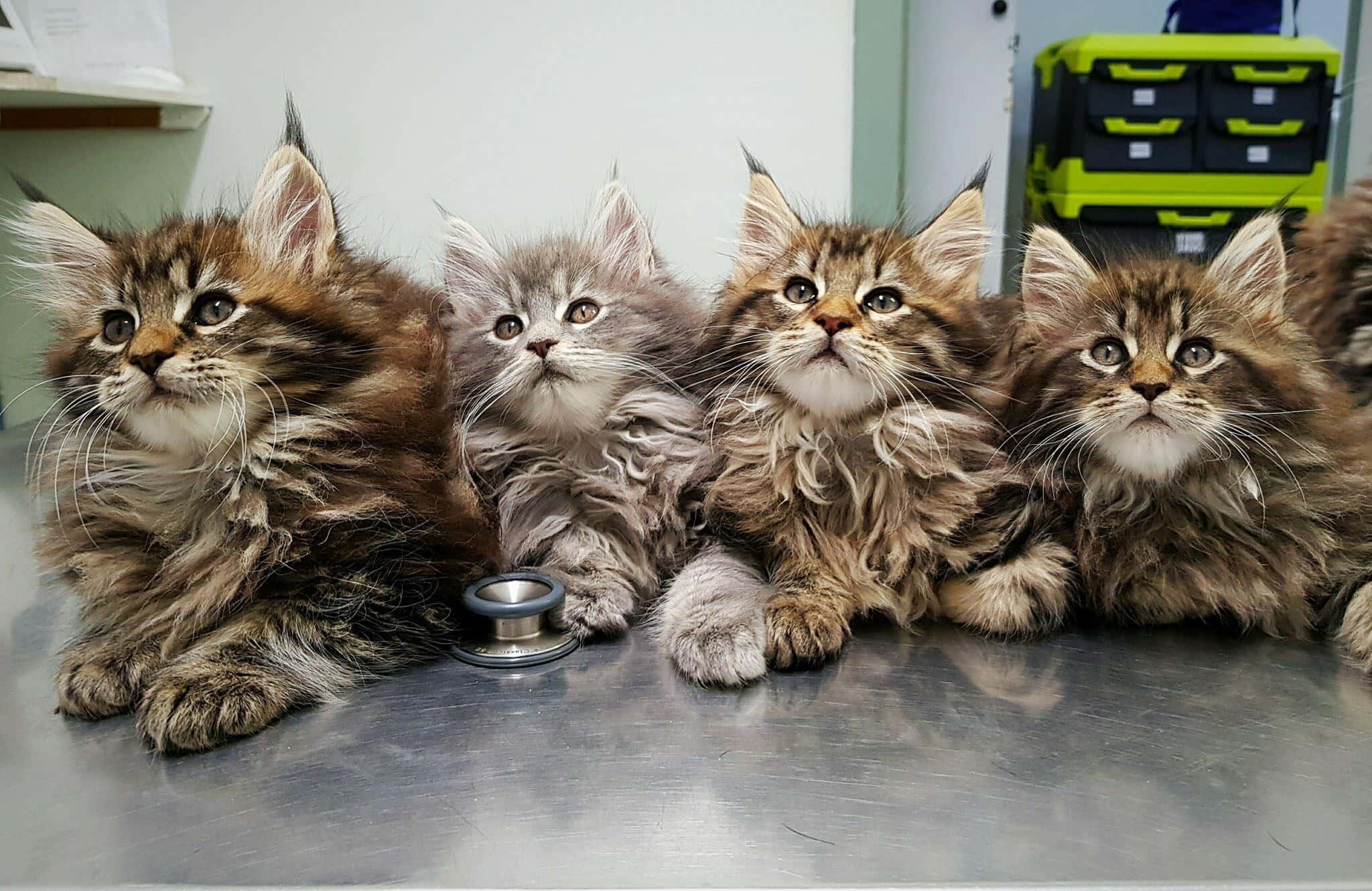 Maine Coon Kittens 桌布 壁紙 — 四隻毛茸茸的緬因貓小貓，睜著大眼睛，排排坐在不鏽鋼檢查台上，中間放著一個聽診器。