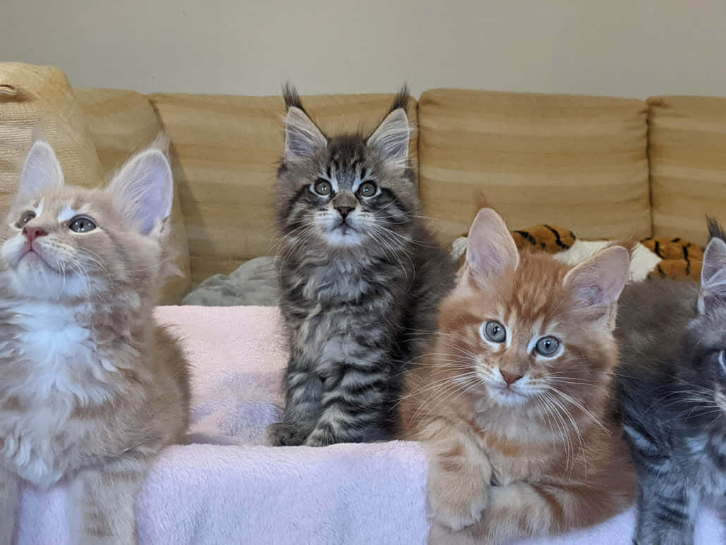 Maine Coon Kittens 桌布 壁紙 — 四隻毛茸茸的緬因貓小貓，睜著大眼睛，坐在沙發上好奇地向上看。