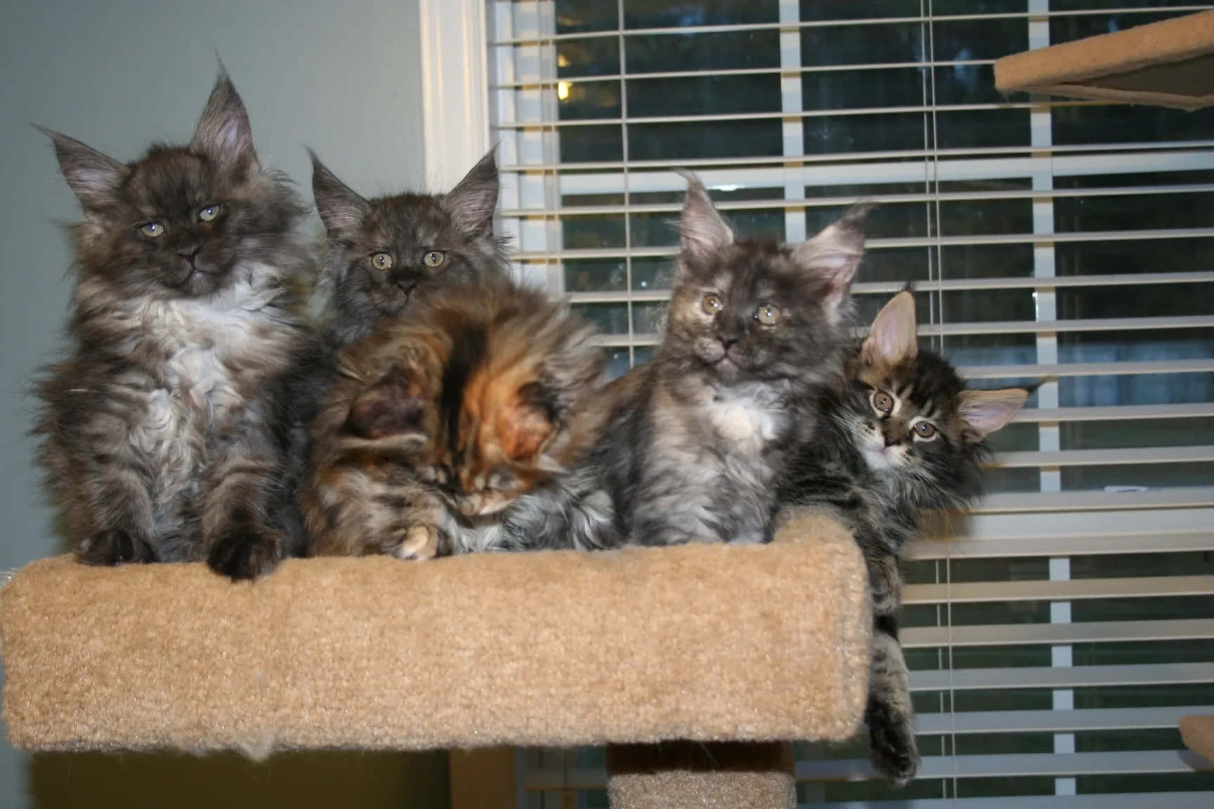 Maine Coon Kittens 桌布 壁紙 — 四隻毛茸茸的緬因貓幼貓，睜著大眼睛，一起坐在窗邊有百葉窗的米色貓樹棲木上。