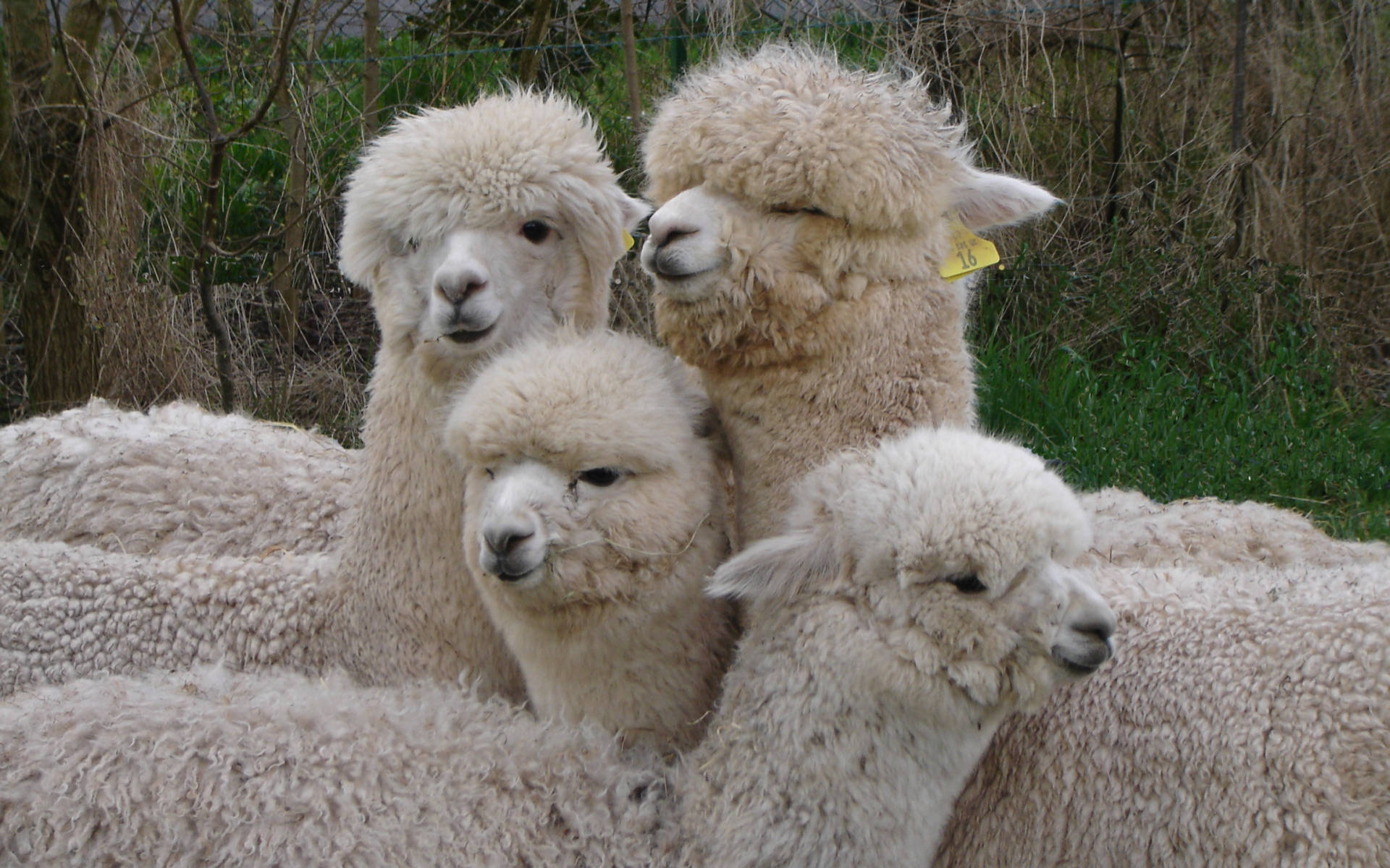 Alpaca 桌布 壁紙 — 四隻毛茸茸的羊駝，有著厚厚的奶油色羊毛，在一個由光禿樹木環繞的草地上擠在一起。