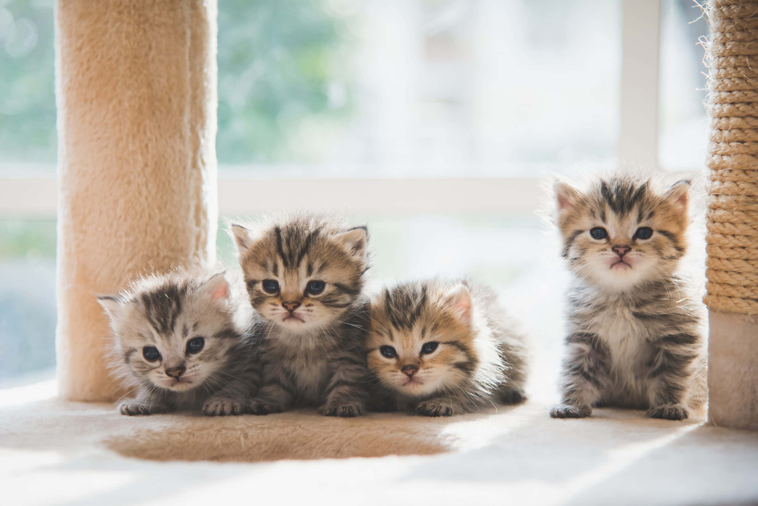 kittens 桌布 壁紙 — 四隻毛茸茸的虎斑小貓睜大眼睛，一起坐在柔軟的米色貓樹平台上，沐浴在明亮的自然光中。