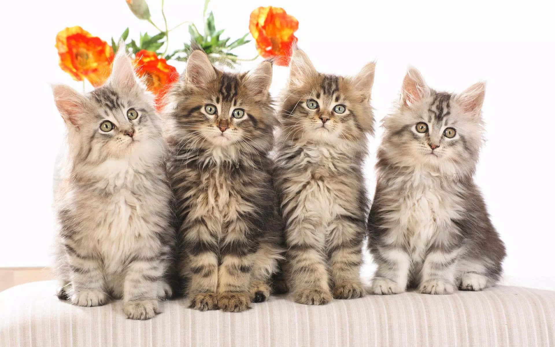 persian cat 桌布 壁紙 — 四隻毛茸茸的虎斑貓咪，有著大大的綠色眼睛，並排坐在一條條紋靠墊上，下方是鮮橙色的罌粟花。