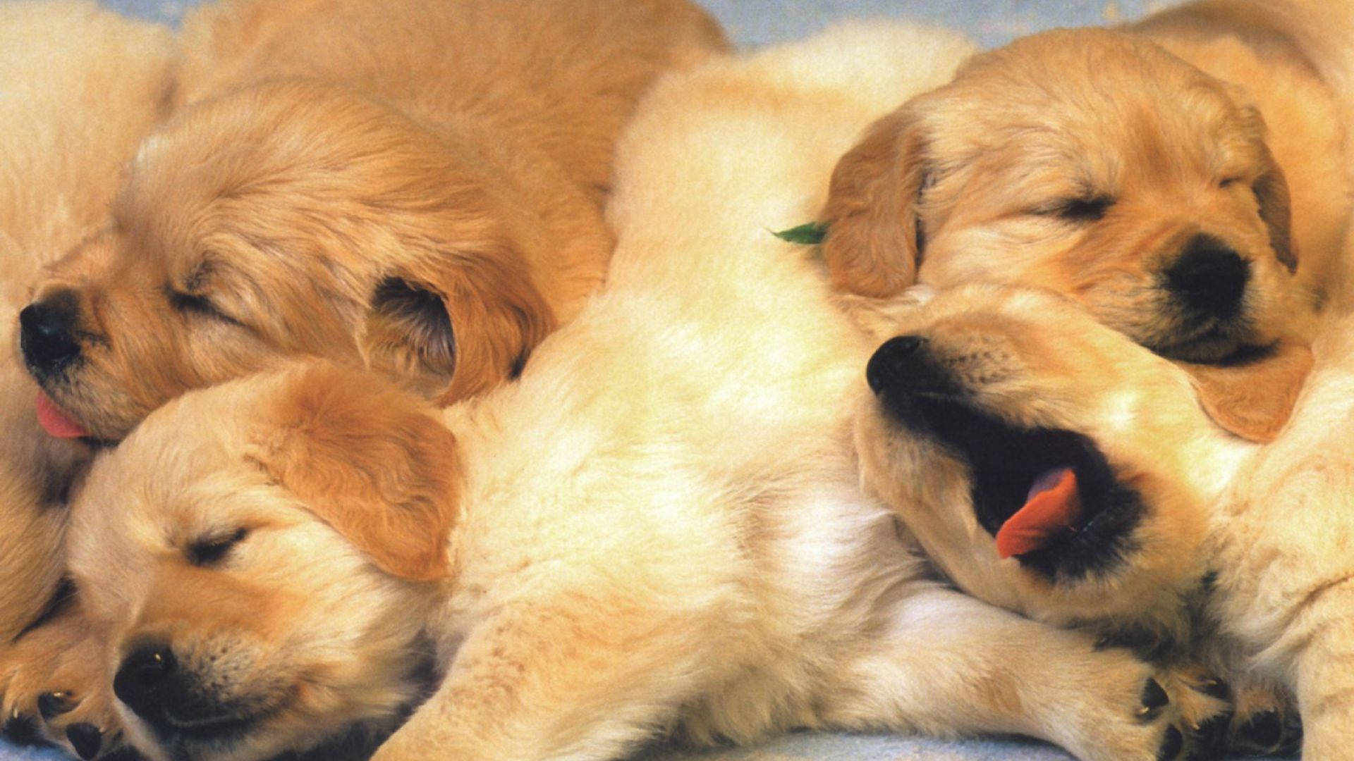 Puppies 桌布 壁紙 — 四隻毛茸茸的金毛尋回犬幼犬在柔軟的藍色毯子上纏繞在一起，安詳地睡覺。