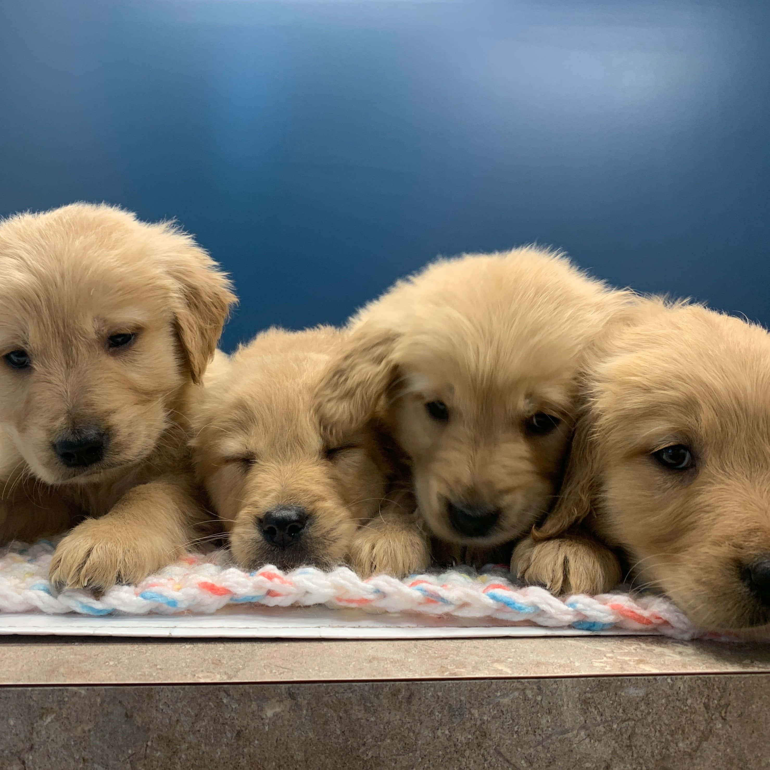 Puppies 桌布 壁紙 — 四隻毛茸茸的金毛尋回犬幼犬在藍色牆壁前，一起依偎在色彩繽紛的繩索玩具上。