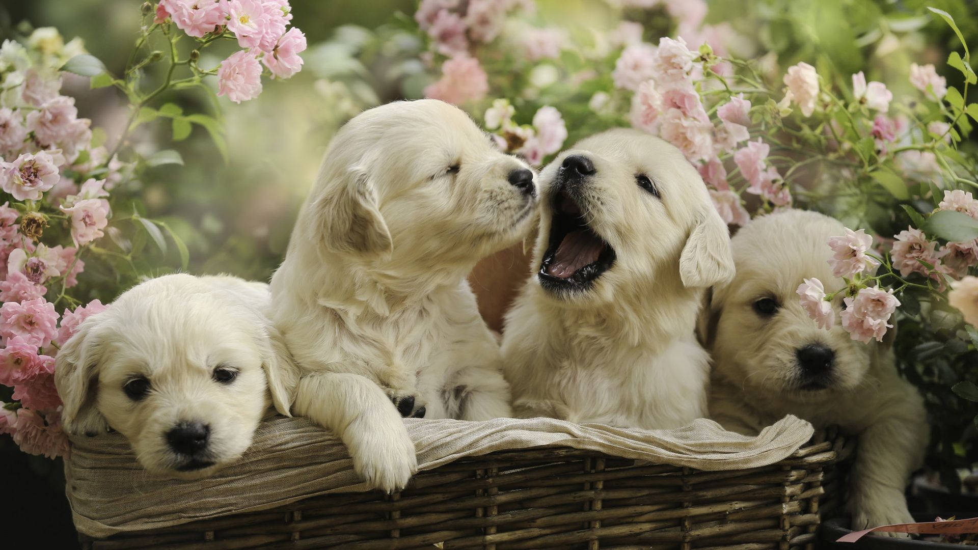 Puppies 桌布 壁紙 — 四隻毛茸茸的金毛獵犬幼犬依偎在一個柳條籃子裡，周圍環繞著盛開的粉紅玫瑰。