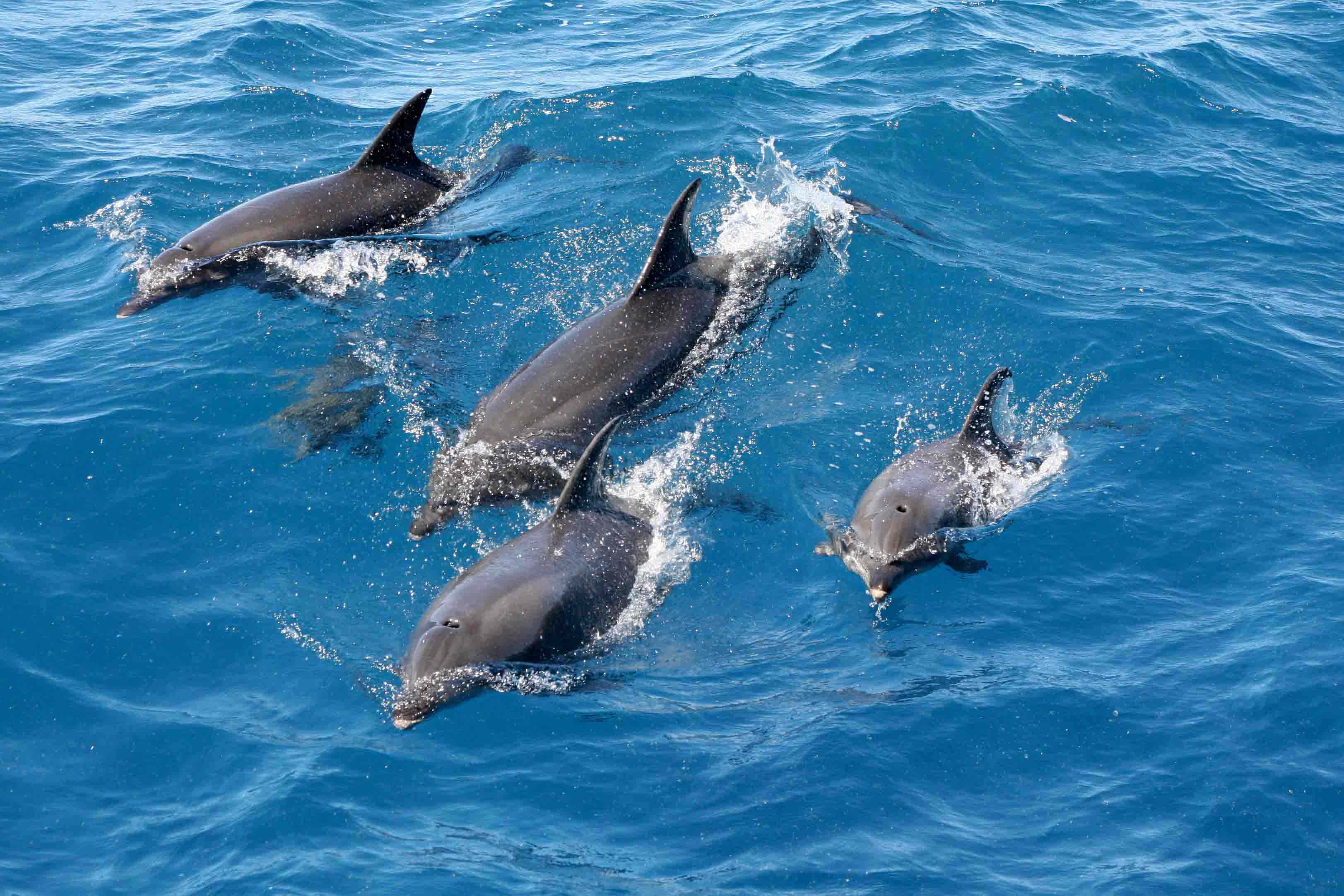 dolphins 桌布 壁紙 — 四隻海豚在充滿活力的藍色海浪中跳躍滑行，在明亮的陽光下激起閃閃發光的水花。