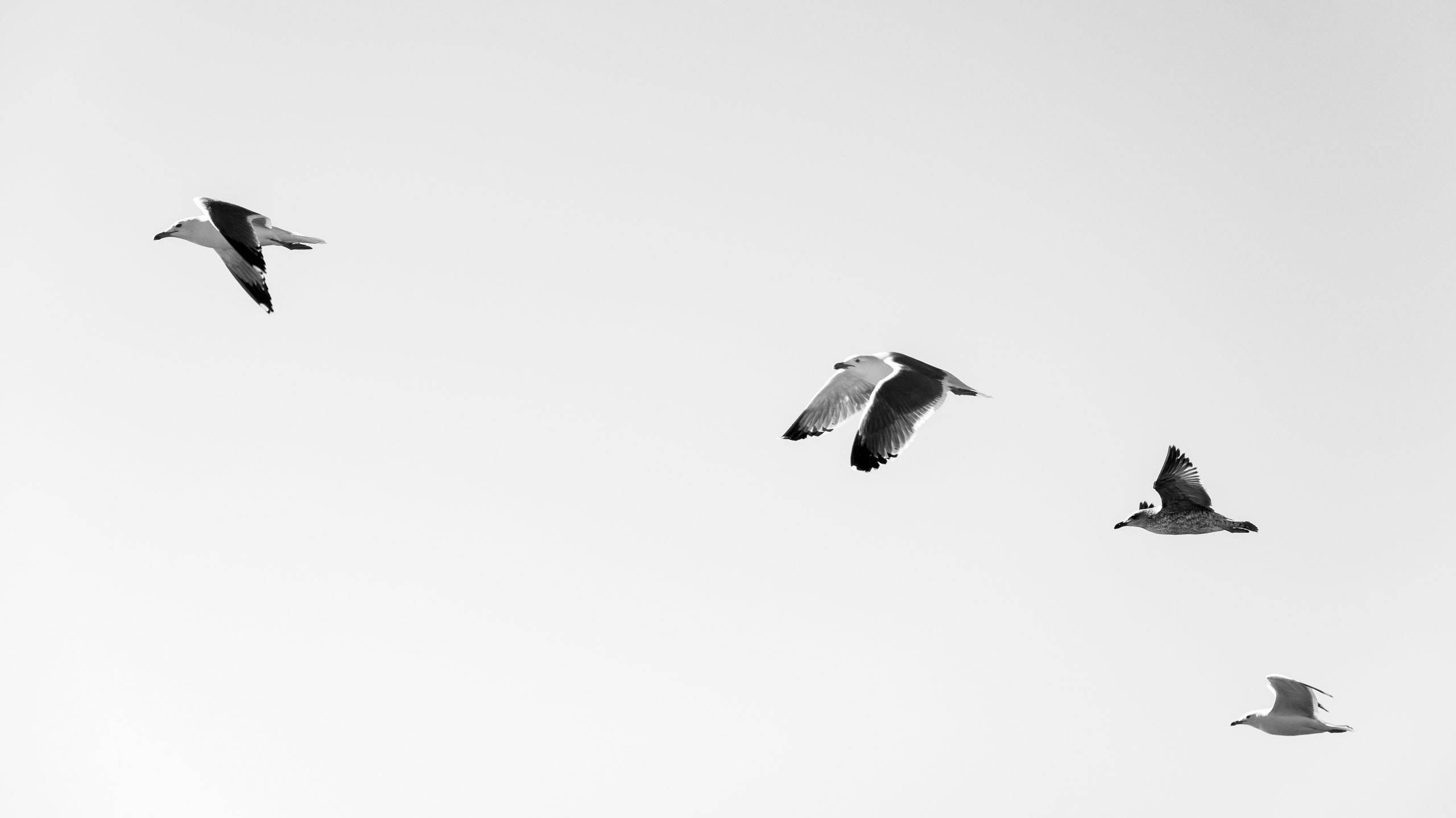 Birds Flying 桌布 壁紙 — 四隻海鷗在廣闊的單色天空中優雅翱翔，翅膀在柔和漸變背景上展開。