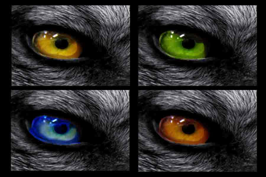 Wolf Eyes 桌布 壁紙 — 四隻深色毛髮動物的特寫數位藝術眼睛，展示鮮豔的黃色、綠色、藍色和橙色虹膜。
