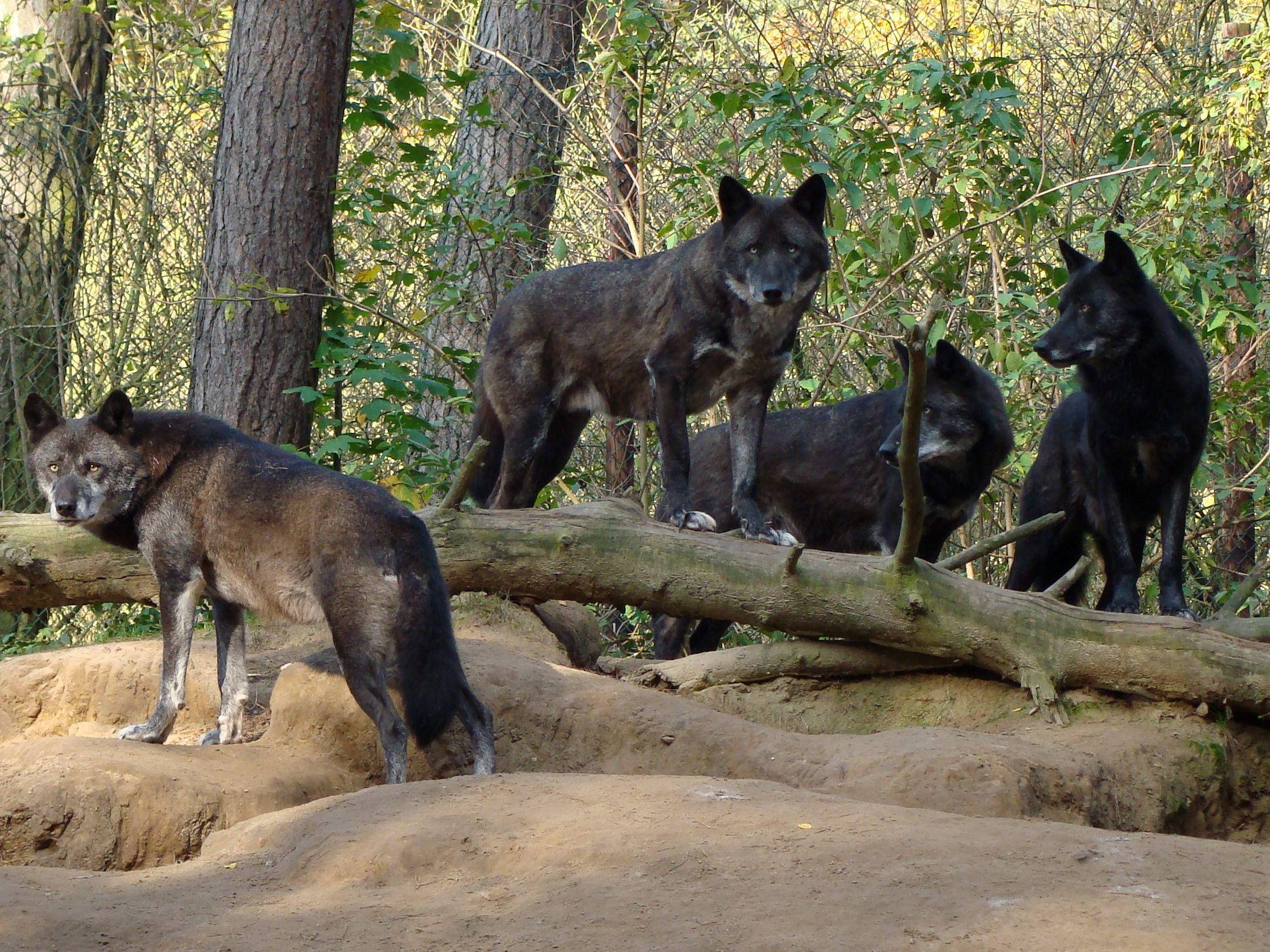 Wolf Pack 桌布 壁紙 — 四隻深色毛髮的狼警覺地站在陽光明媚的森林中一根倒下的圓木上，周圍有綠色樹葉和樹幹。