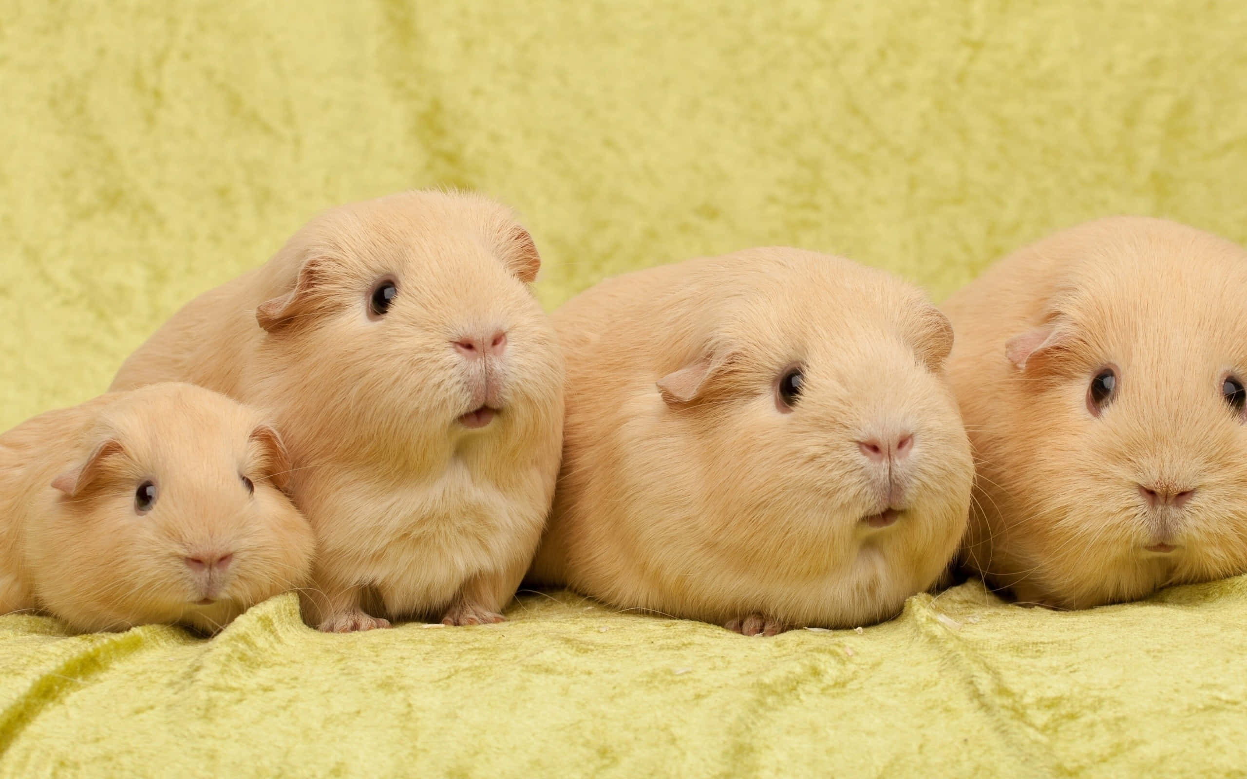 guinea pig 桌布 壁紙 — 四隻淺棕色天竺鼠，毛髮柔軟，緊密地坐在有紋理的萊姆綠色布料上。