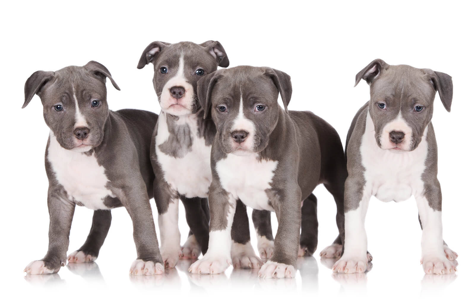 比特犬幼犬 桌布 壁紙 — 四隻灰色和白色的比特犬幼犬站在反光的白色表面上排成一排，直視鏡頭。