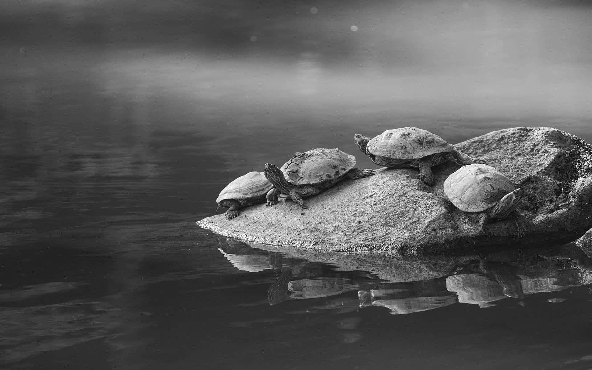tortoise 桌布 壁紙 — 四隻烏龜在長滿苔蘚的石頭上享受單色調的寧靜，它們的倒影映照在朦朧天空下的靜止水面上。