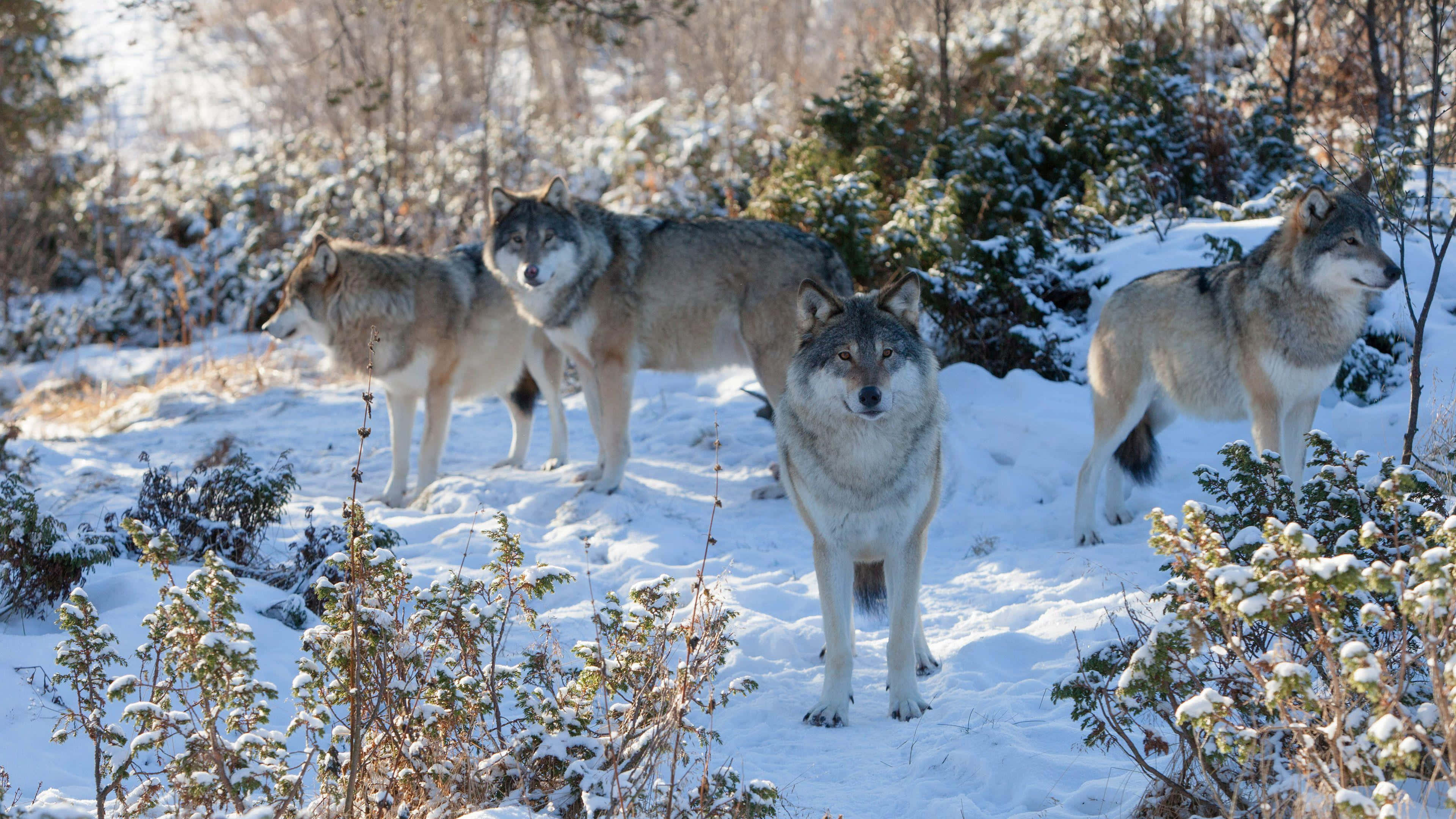 Wolf Pack 桌布 壁紙 — 四隻狼在白雪覆蓋的冬季森林中警覺地站立，陽光照射在雪地和常綠灌木上。