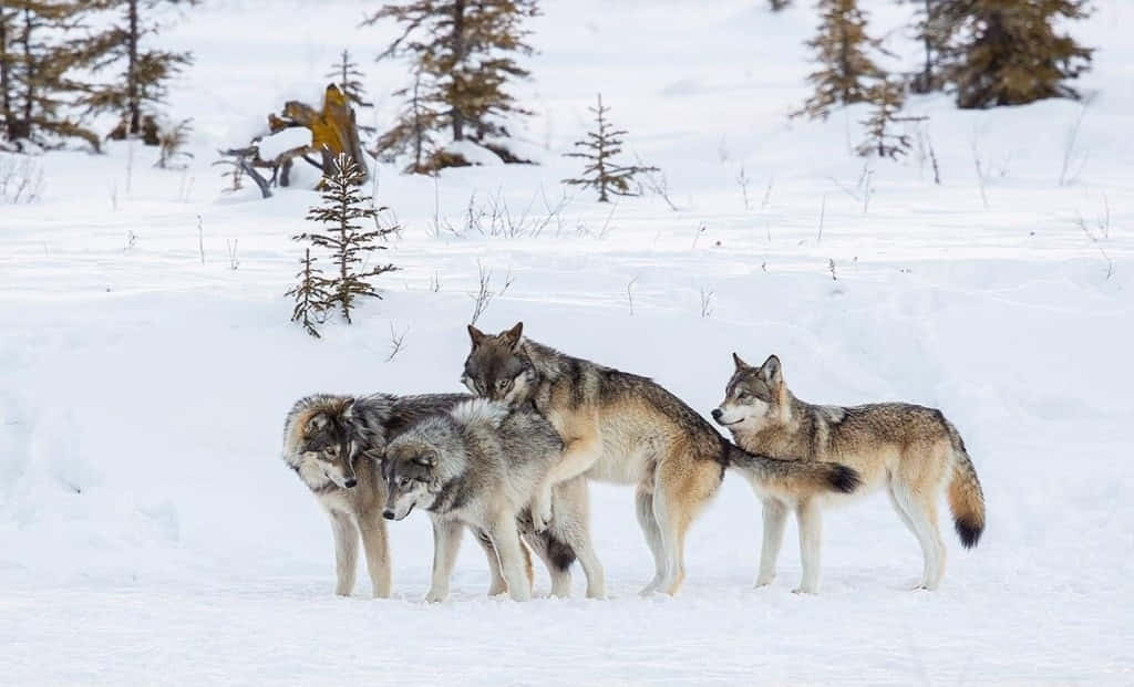 Hunting Wolves 桌布 壁紙 — 四隻狼在雪地森林空地中警覺地站立，背景有常綠樹。
