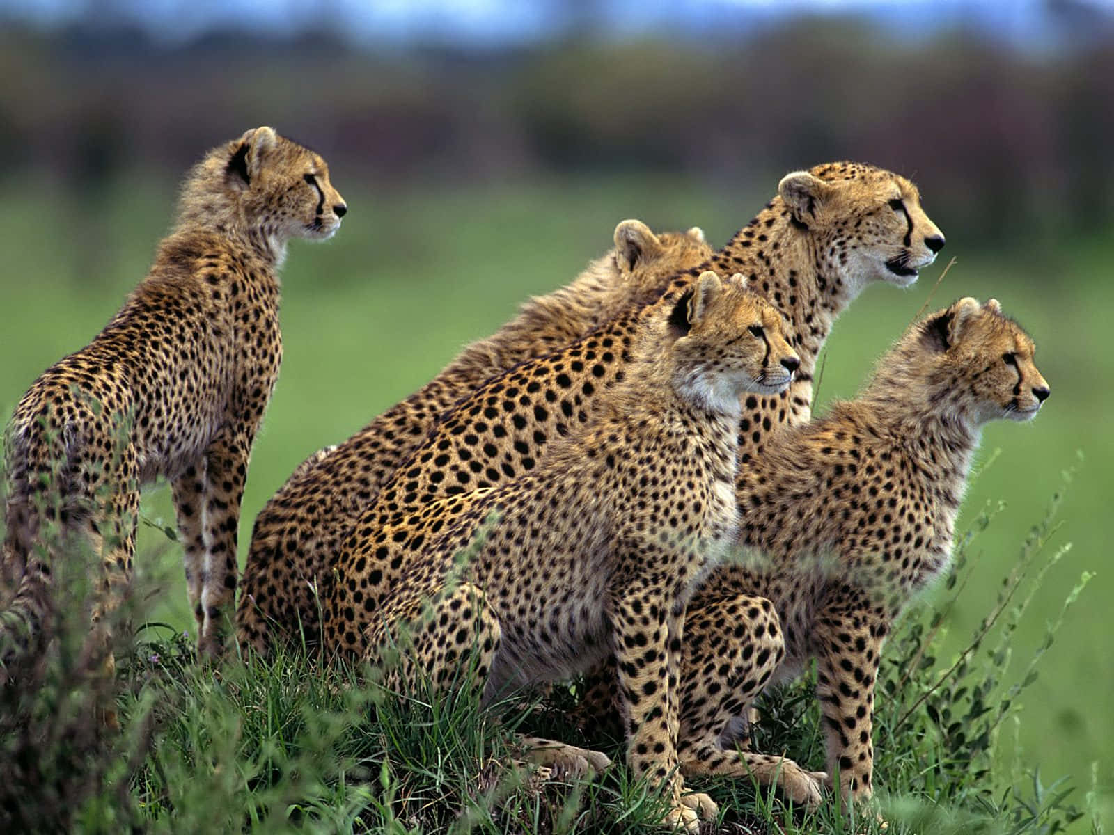 African Wildlife 桌布 壁紙 — 四隻獵豹在柔和的日光下，於高高的綠草中警覺地站立，背景是模糊的稀樹草原。