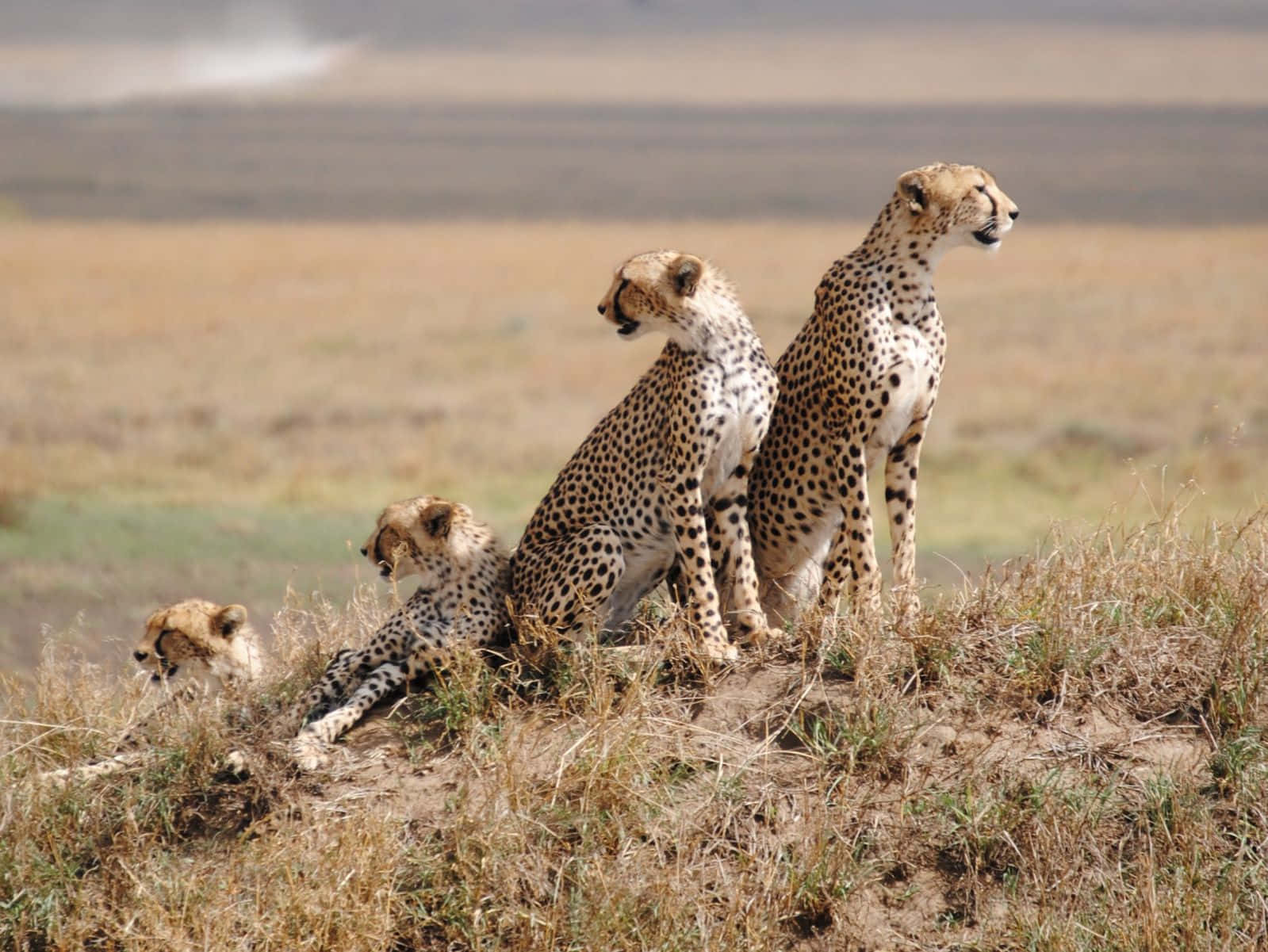 Tanzania 桌布 壁紙 — 四隻獵豹在長滿草的山脊上警覺地休息，俯瞰著廣闊的金色稀樹草原，在明亮的日光下。