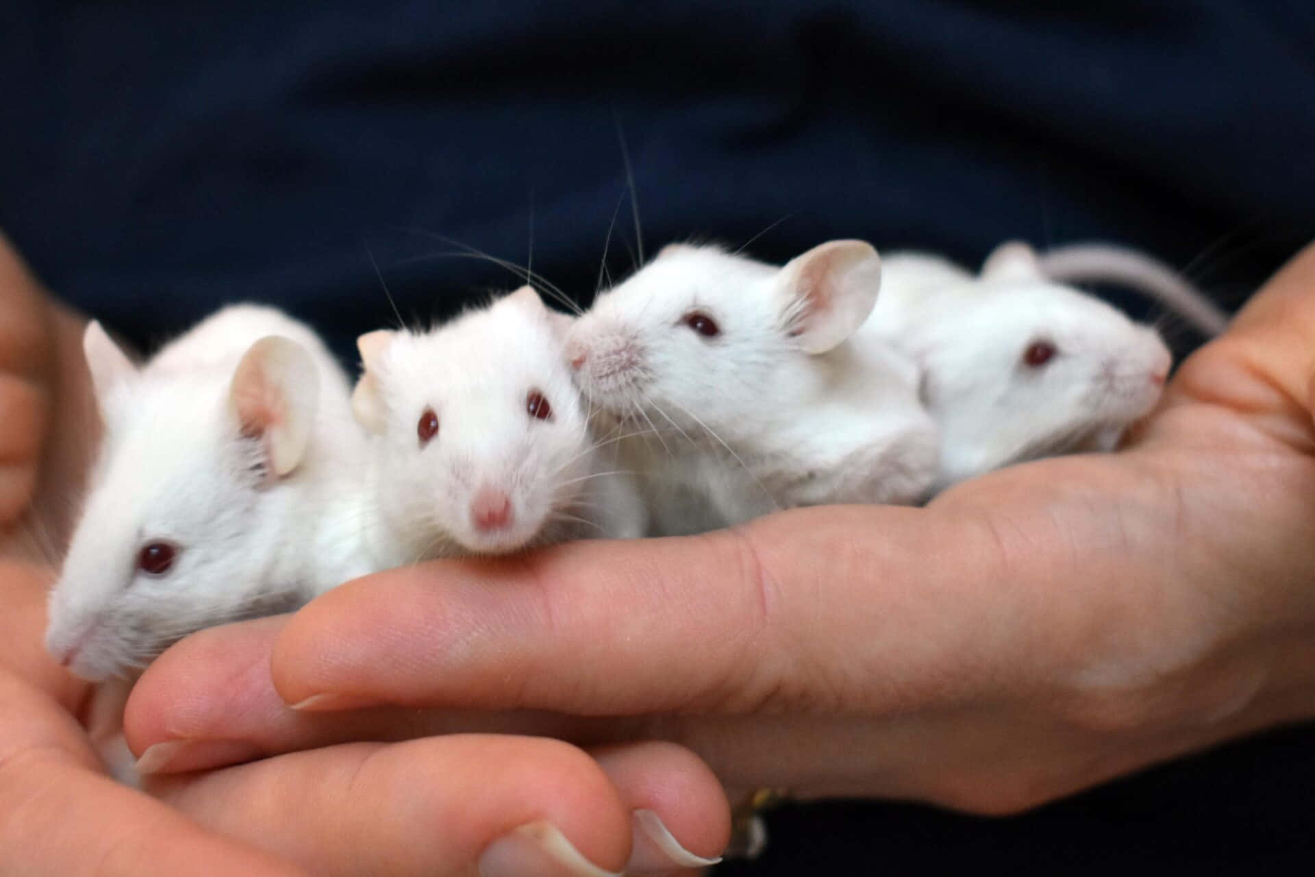 Mouse 桌布 壁紙 — 四隻白色小老鼠，眼睛紅色，在黑暗背景前輕輕地躺在一個人捧著的手掌中。