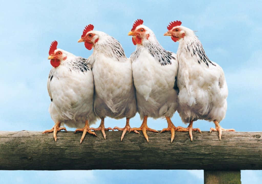 動物 桌布 壁紙 — 四隻白色紅冠雞並排棲息在風化的木柵欄上，背景是晴朗的藍天。