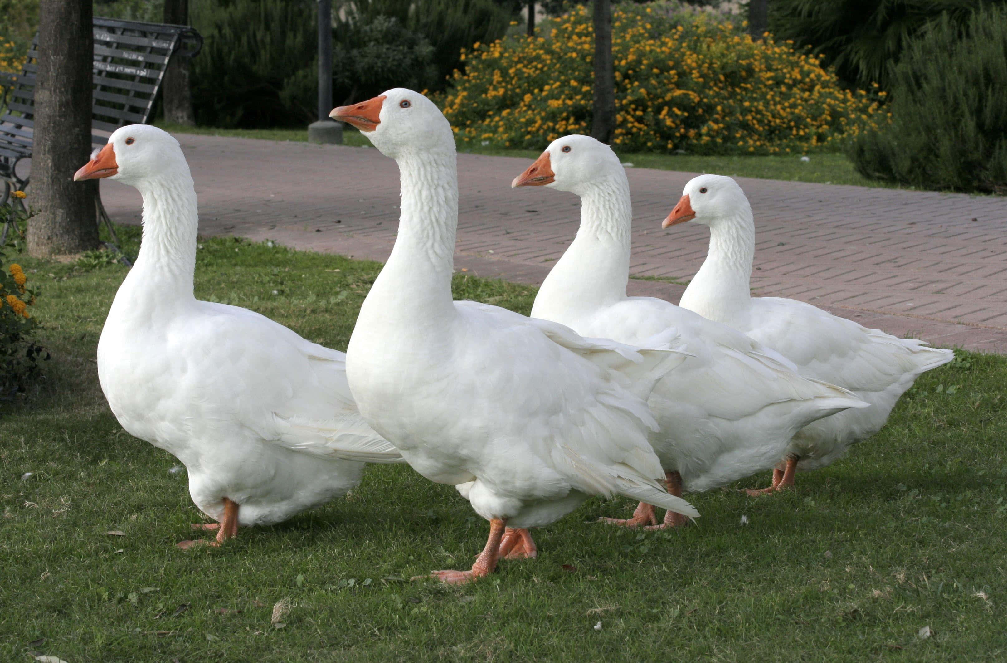 Goose 桌布 壁紙 — 四隻白鵝，橙色喙和腳，在磚砌小徑和黃色開花灌木旁的綠色草坪上排成一列行走。