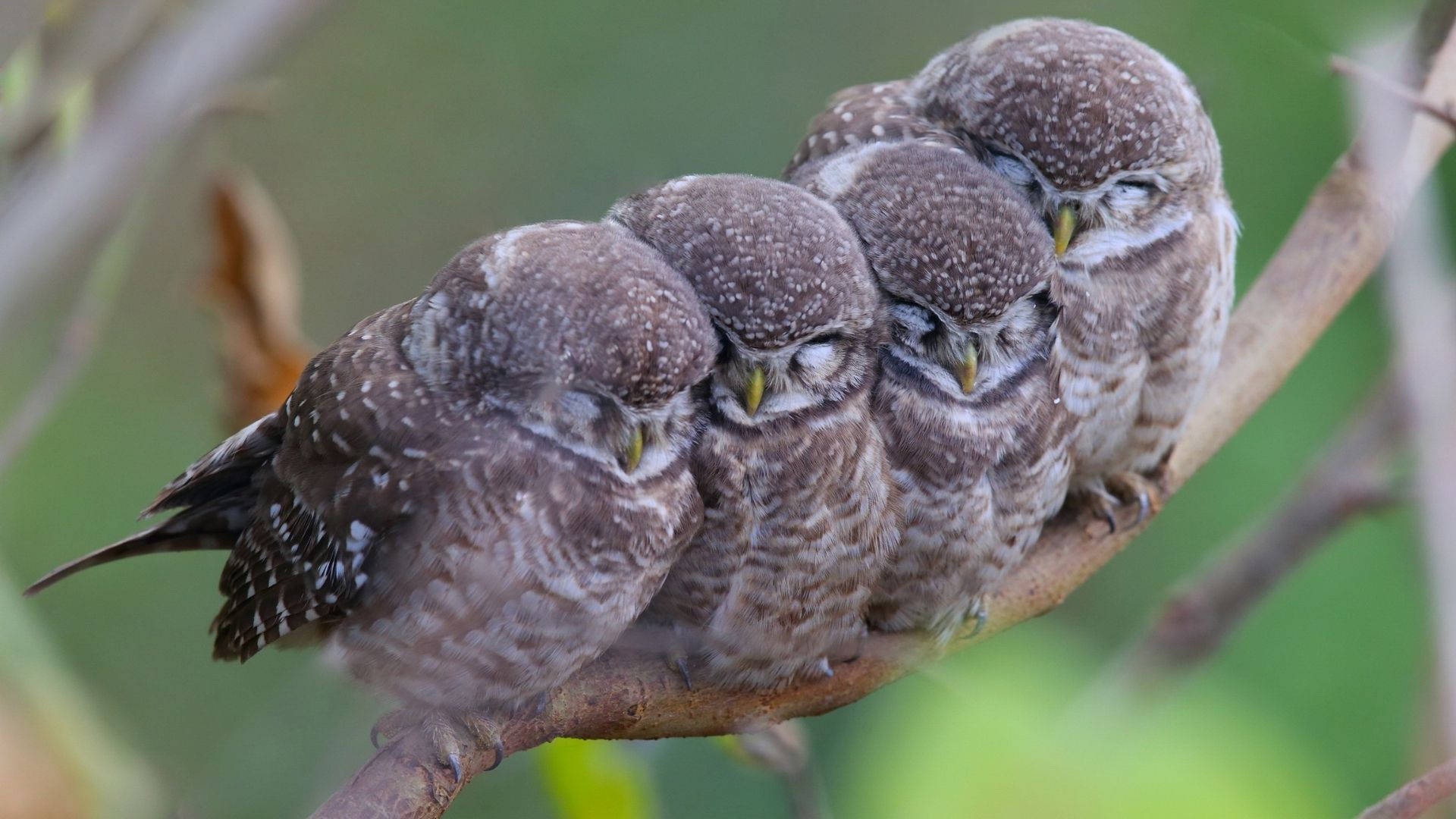Baby Owl 桌布 壁紙 — 四隻睡眼惺忪的小貓頭鷹擠在樹枝上，牠們棕色斑點的羽毛與柔和的綠色背景融為一體。