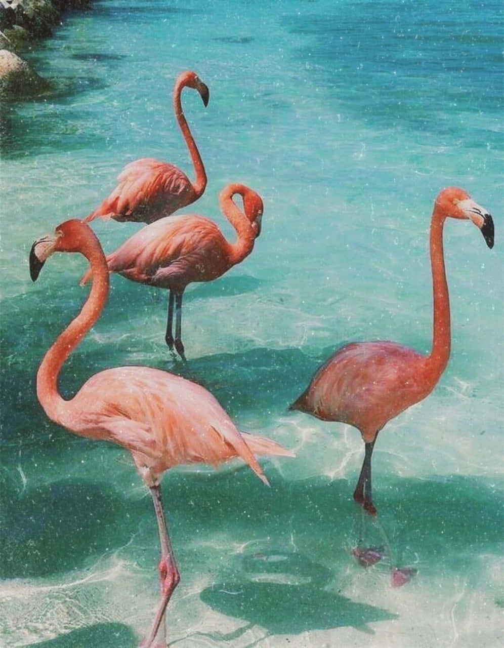 夏日美學動畫 桌布 壁紙 — 四隻粉紅色火烈鳥在淺藍綠色水中優雅地涉水，背景是岩石海岸。