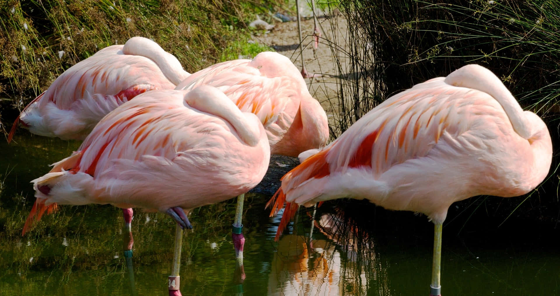 Pink Flamingos 桌布 壁紙 — 四隻粉紅色紅鶴在明亮的陽光下，優雅地站立在淺水中，周圍環繞著高高的草叢。