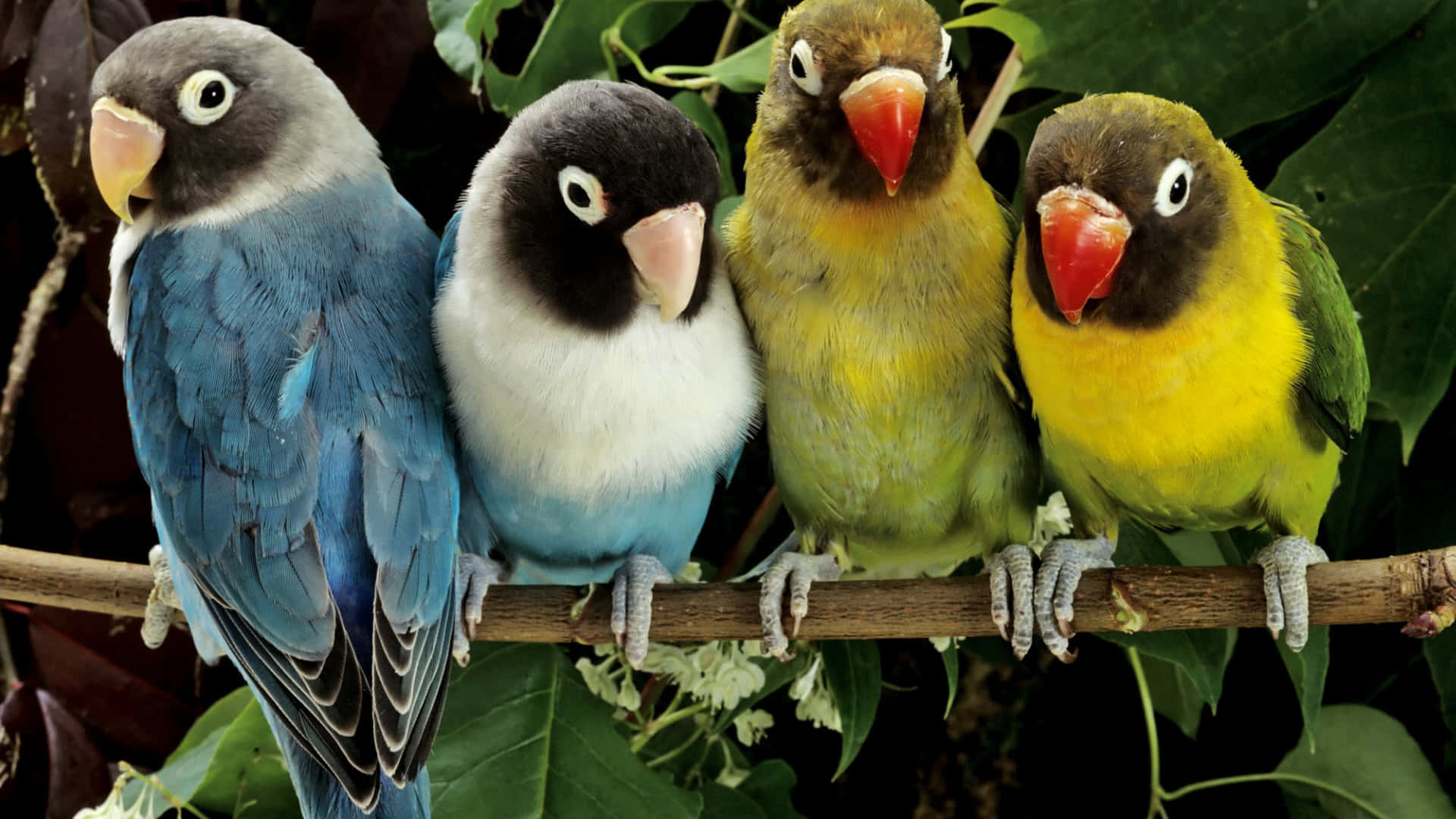 birds 桌布 壁紙 — 四隻色彩繽紛的愛情鳥緊密地棲息在樹枝上，周圍是茂密的綠色樹葉。