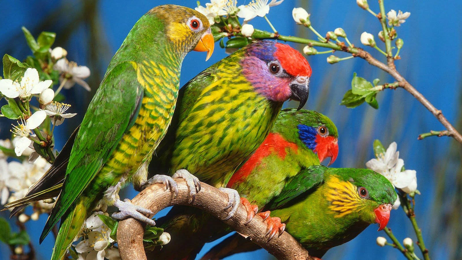 birds 桌布 壁紙 — 四隻色彩鮮豔的吸蜜鸚鵡棲息在盛開的樹枝上，背景是鮮明的藍天。