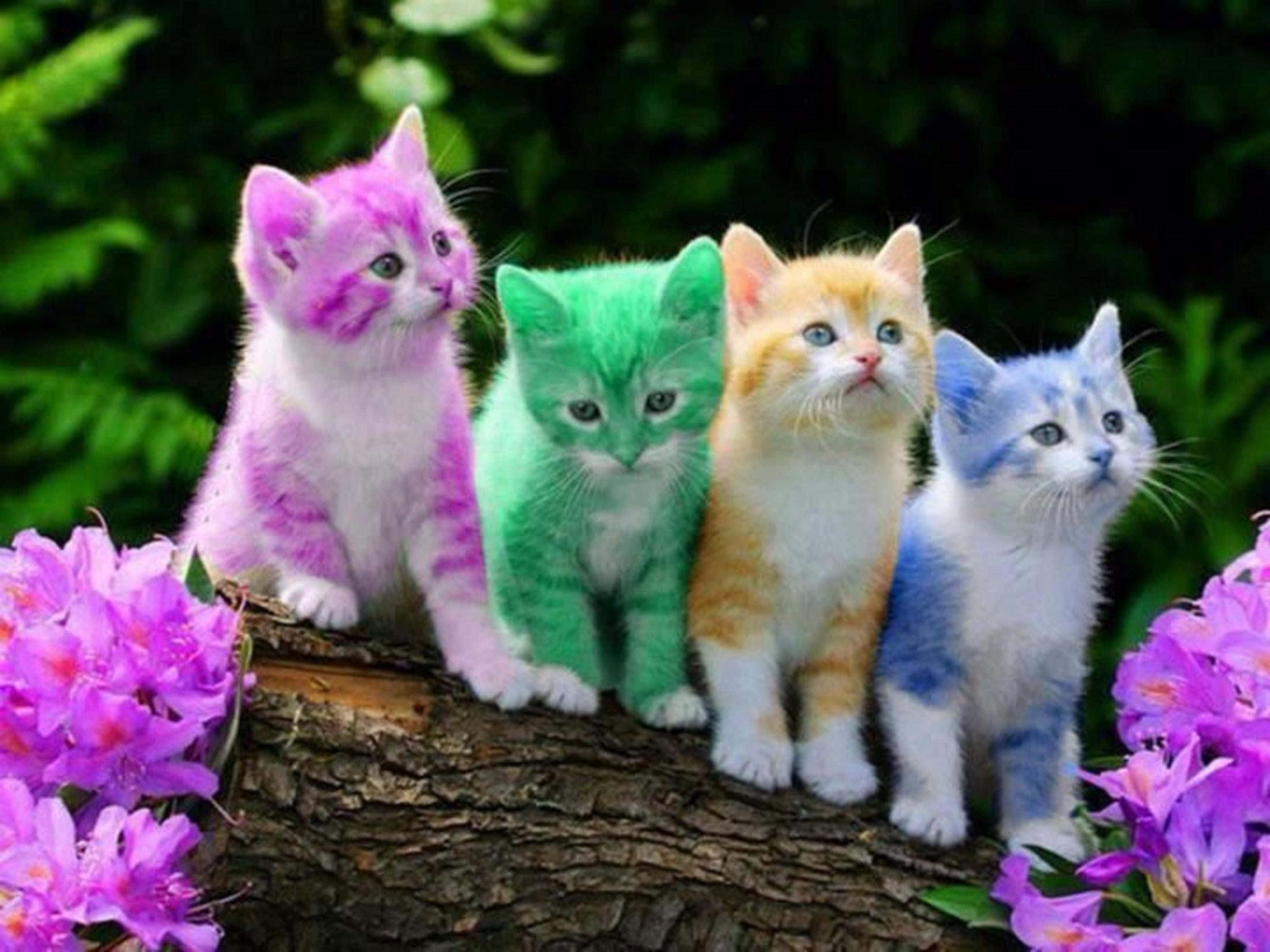 kitty cat 桌布 壁紙 — 四隻色彩鮮豔的小貓，分別是粉紅色、綠色、橙色和藍色，坐在樹枝上，周圍環繞著紫色花朵。