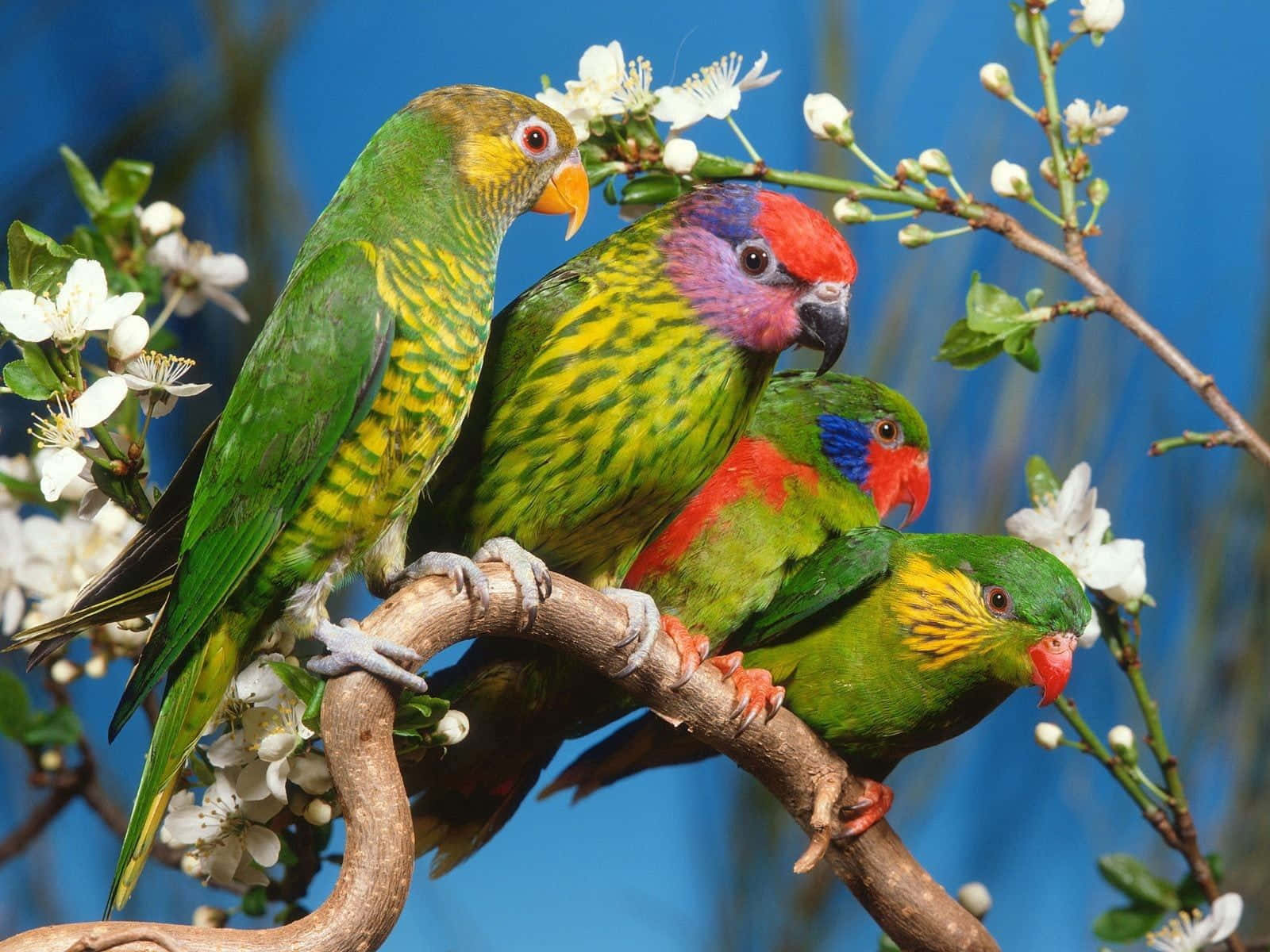 Spring Birds 桌布 壁紙 — 四隻色彩鮮豔的彩虹鸚鵡棲息在盛開的樹枝上，背景是鮮明的藍天。