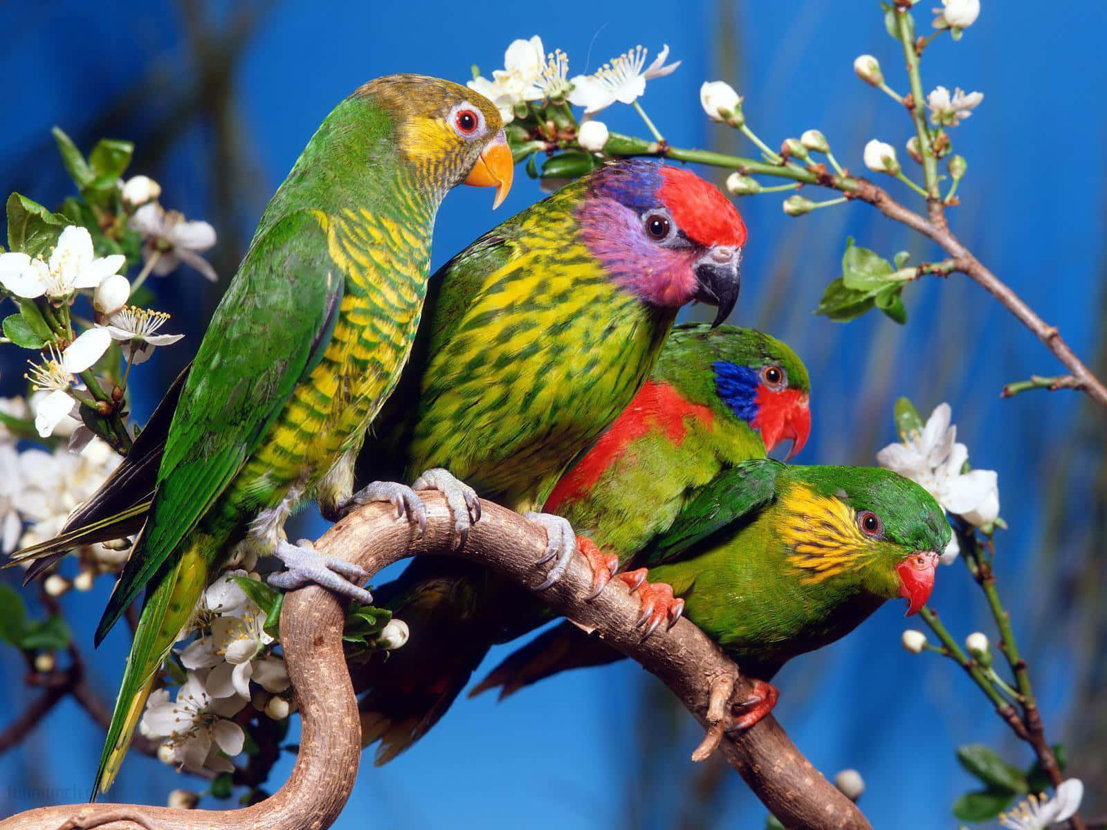 birds 桌布 壁紙 — 四隻色彩鮮豔的彩虹鸚鵡棲息在盛開的樹枝上，背景是鮮明的藍天。