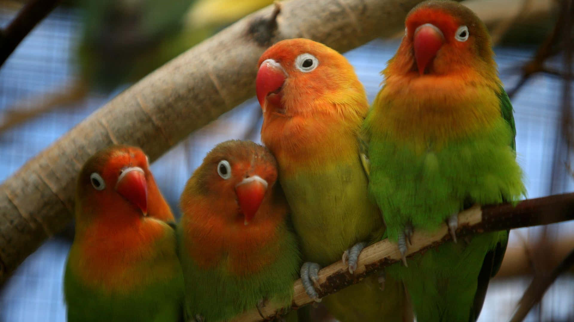 birds 桌布 壁紙 — 四隻色彩鮮豔的愛情鳥，頭部橙色、身體綠色，緊密地棲息在樹枝上。