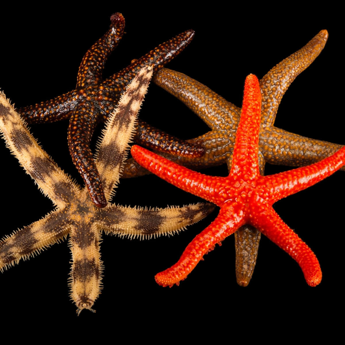 Starfish 桌布 壁紙 — 四隻色彩鮮豔的海星，帶有紋理的刺狀手臂，排列在純黑色背景上。