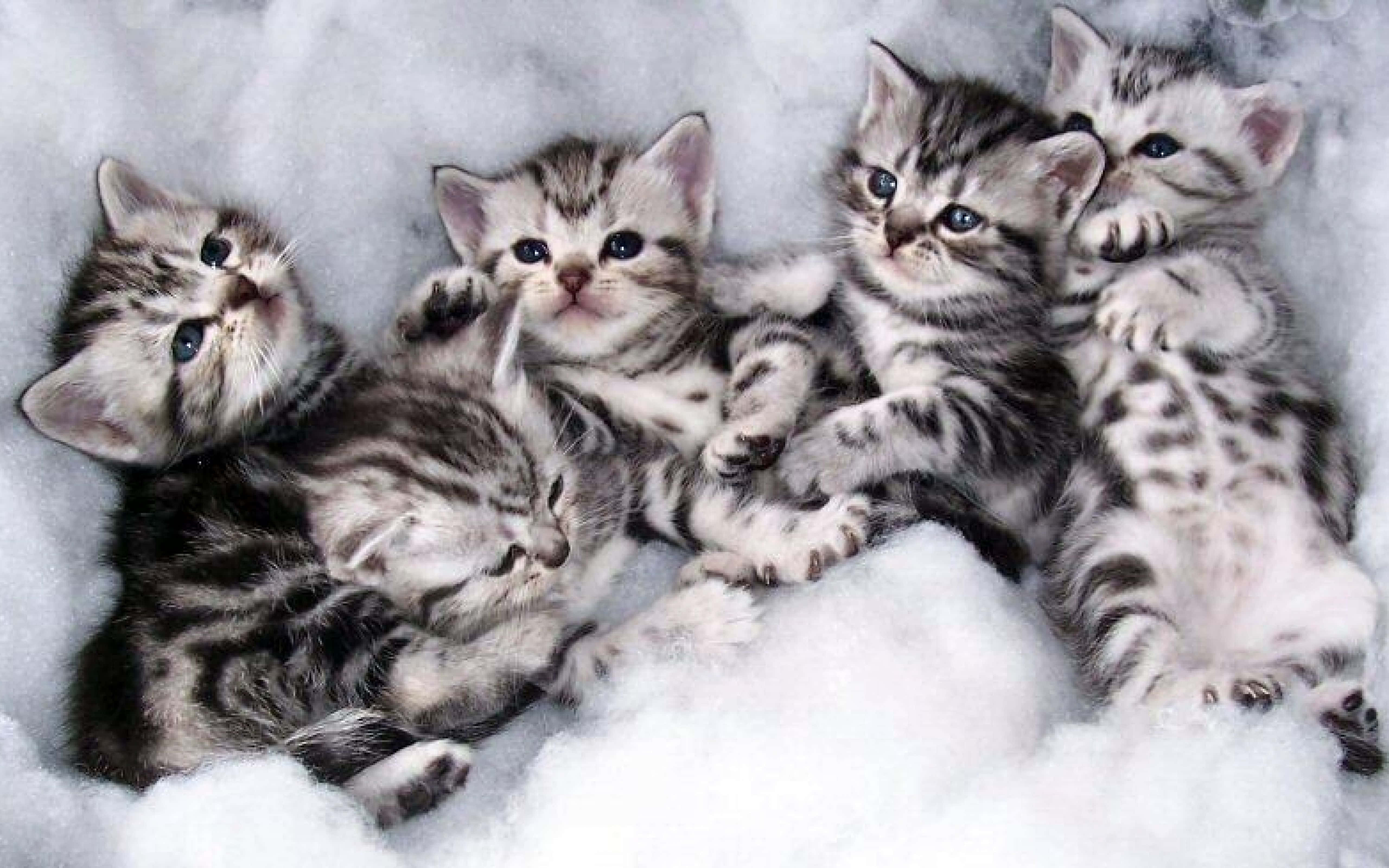 Tabby Cat 桌布 壁紙 — 四隻藍眼睛的虎斑貓寶寶一起依偎在柔軟白色毛茸茸的表面上。
