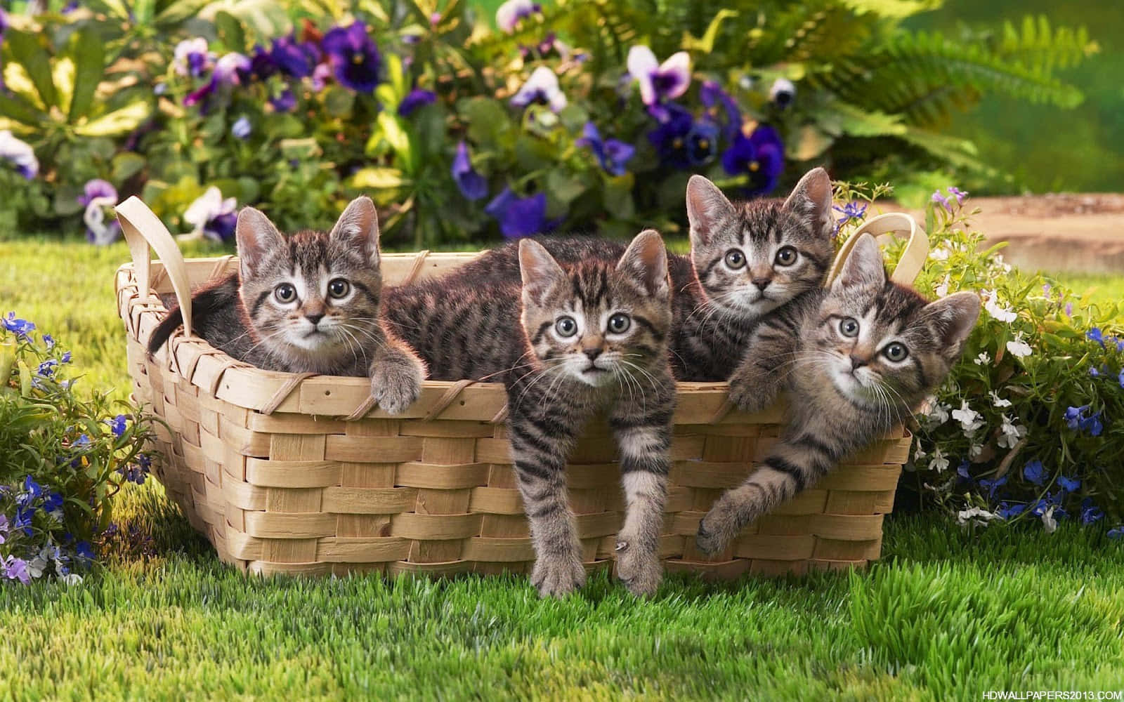 Cute Kittens 桌布 壁紙 — 四隻虎斑小貓好奇地從一個編織籃子裡探出頭來，籃子放在紫色花朵旁邊的鮮綠色草地上。