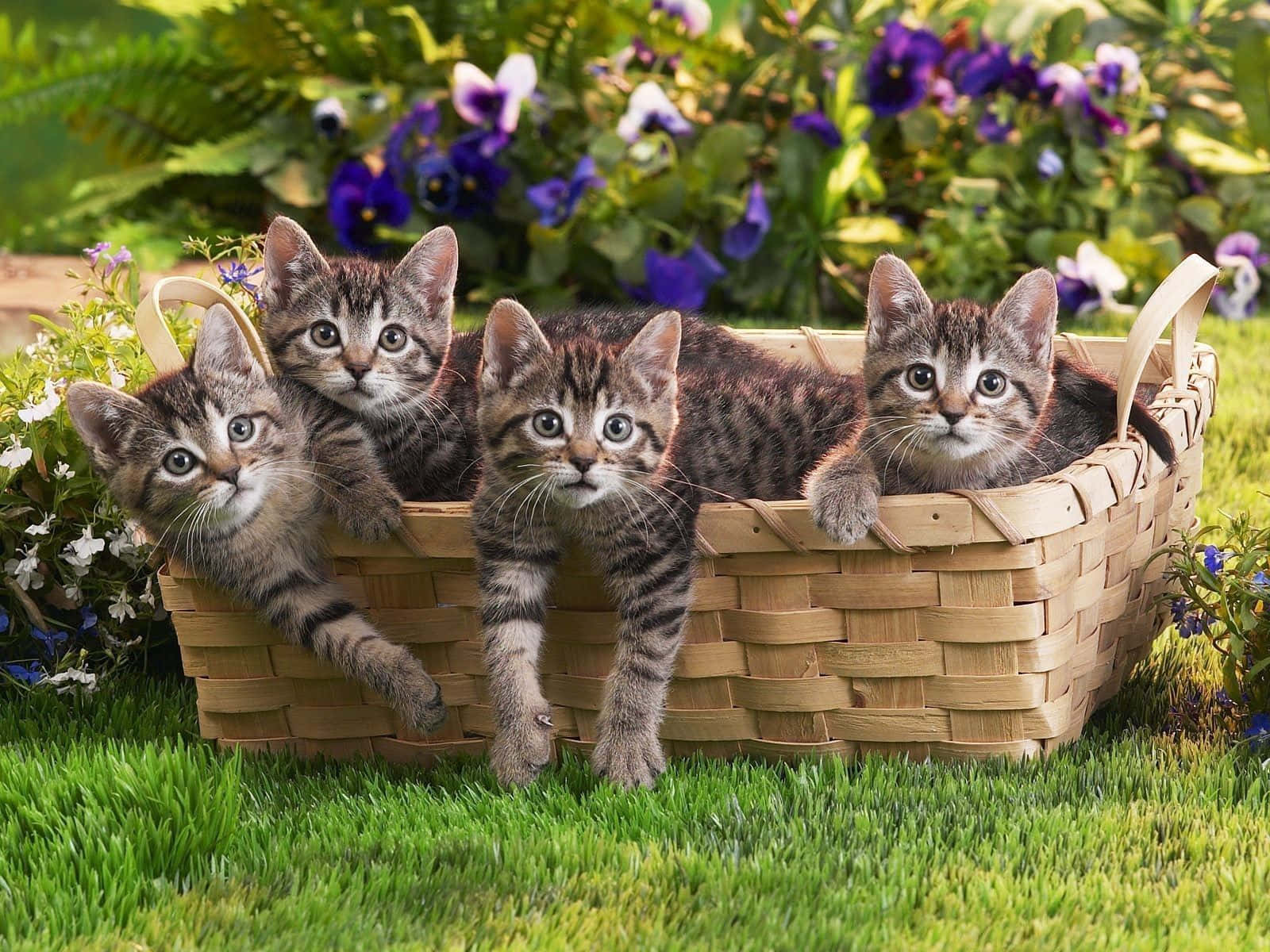 kittens 桌布 壁紙 — 四隻虎斑小貓從一個編織籃子中好奇地探出頭來，籃子放在鮮綠色草地上，旁邊有紫色和白色的花朵。