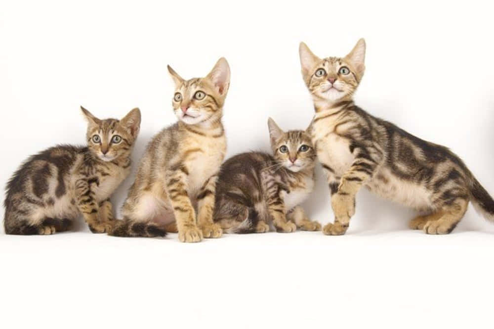 Sokoke 桌布 壁紙 — 四隻虎斑小貓睜著好奇的大眼睛，在純白背景前排成一排，姿態俏皮。