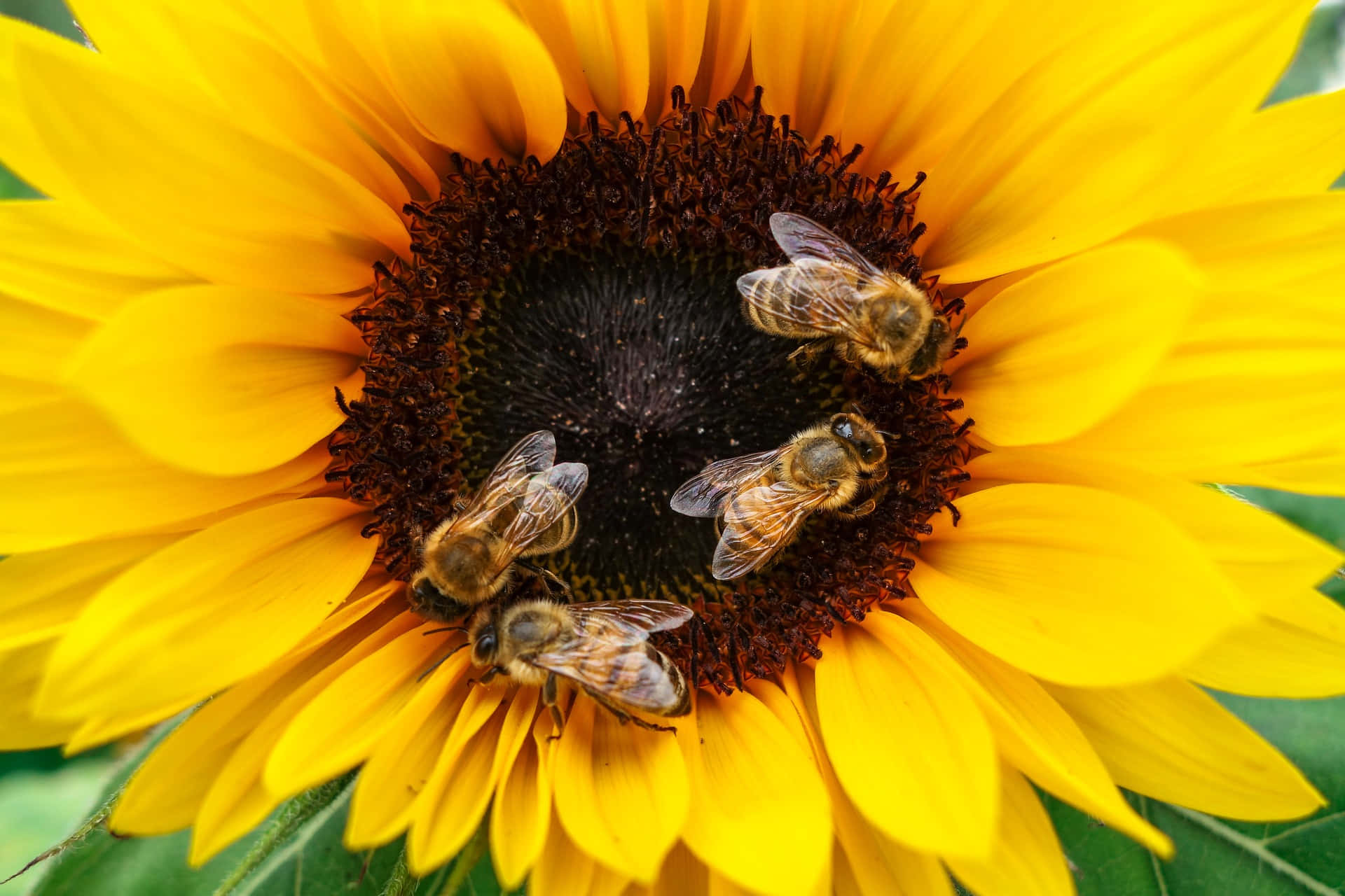 Spring Bees 桌布 壁紙 — 四隻蜜蜂在明亮的日光下，忙碌地從鮮黃色向日葵的深色中心採集花蜜。